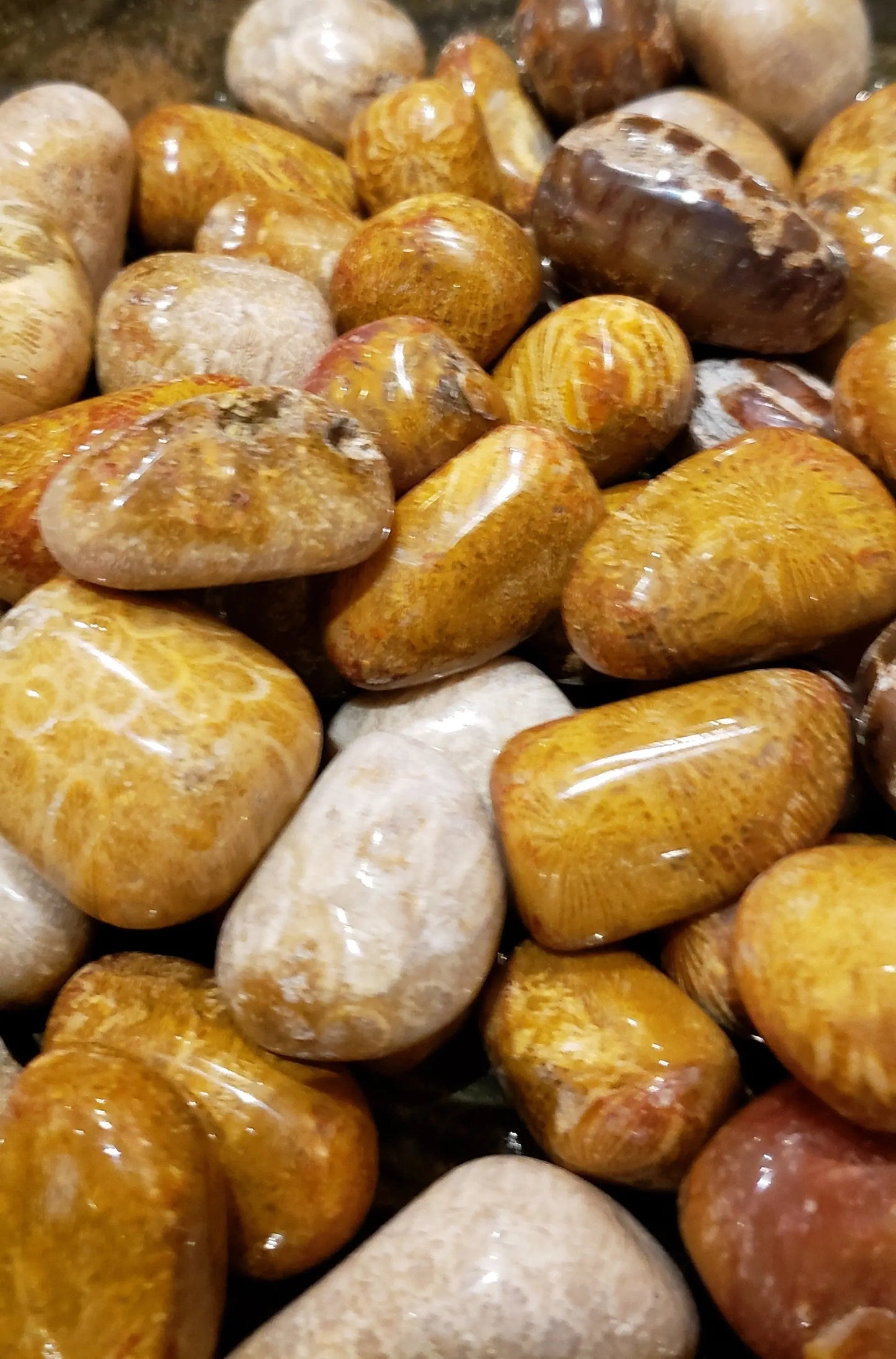Natural Indonesian Fossil Coral Tumbles, Rock Collector, Rock Lover, Rock Hunter, Crystal Collection, Crystal Shop, Crystal , Tumbled Etsy