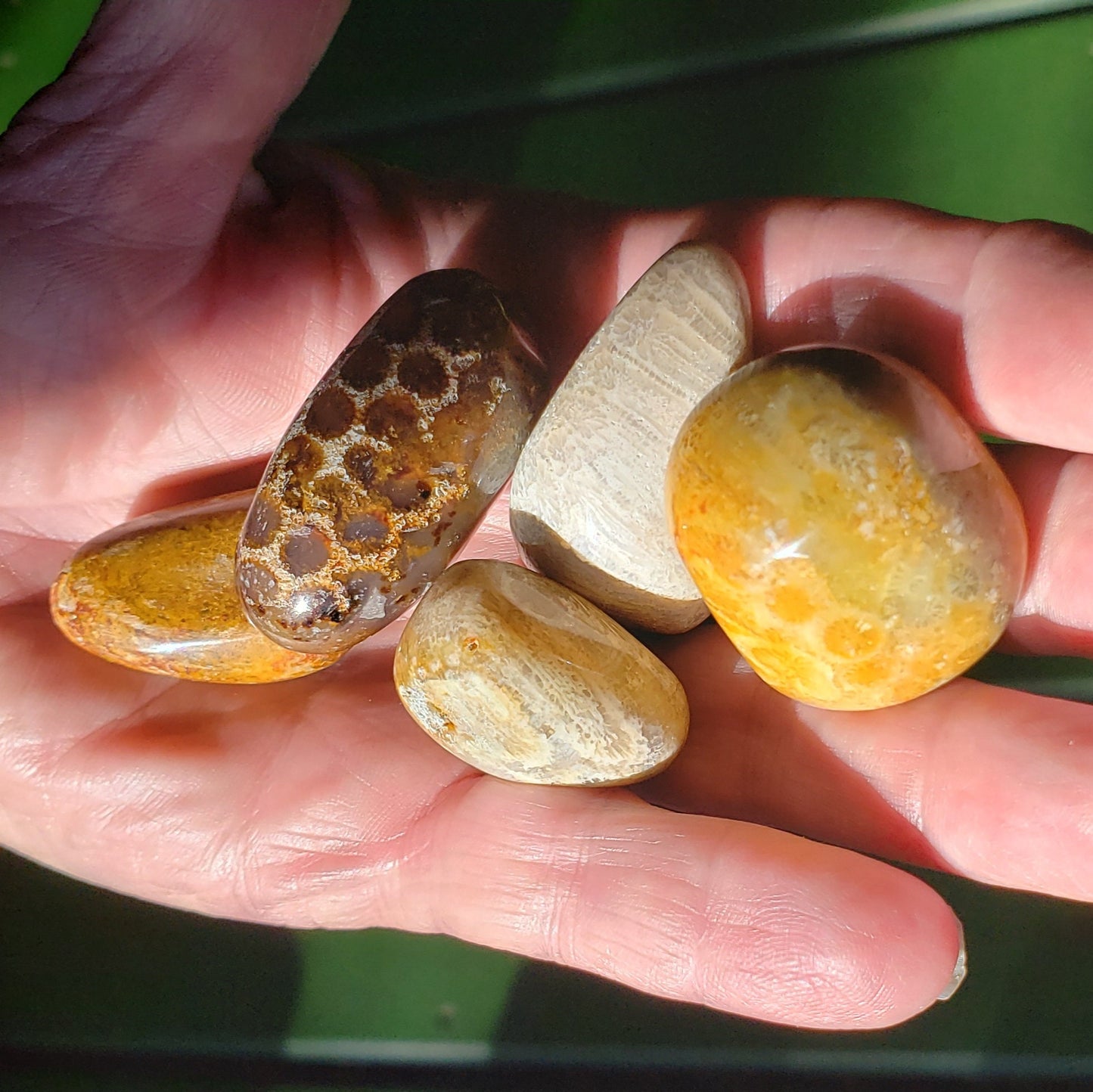 Indonesian Fossil Coral Tumbles