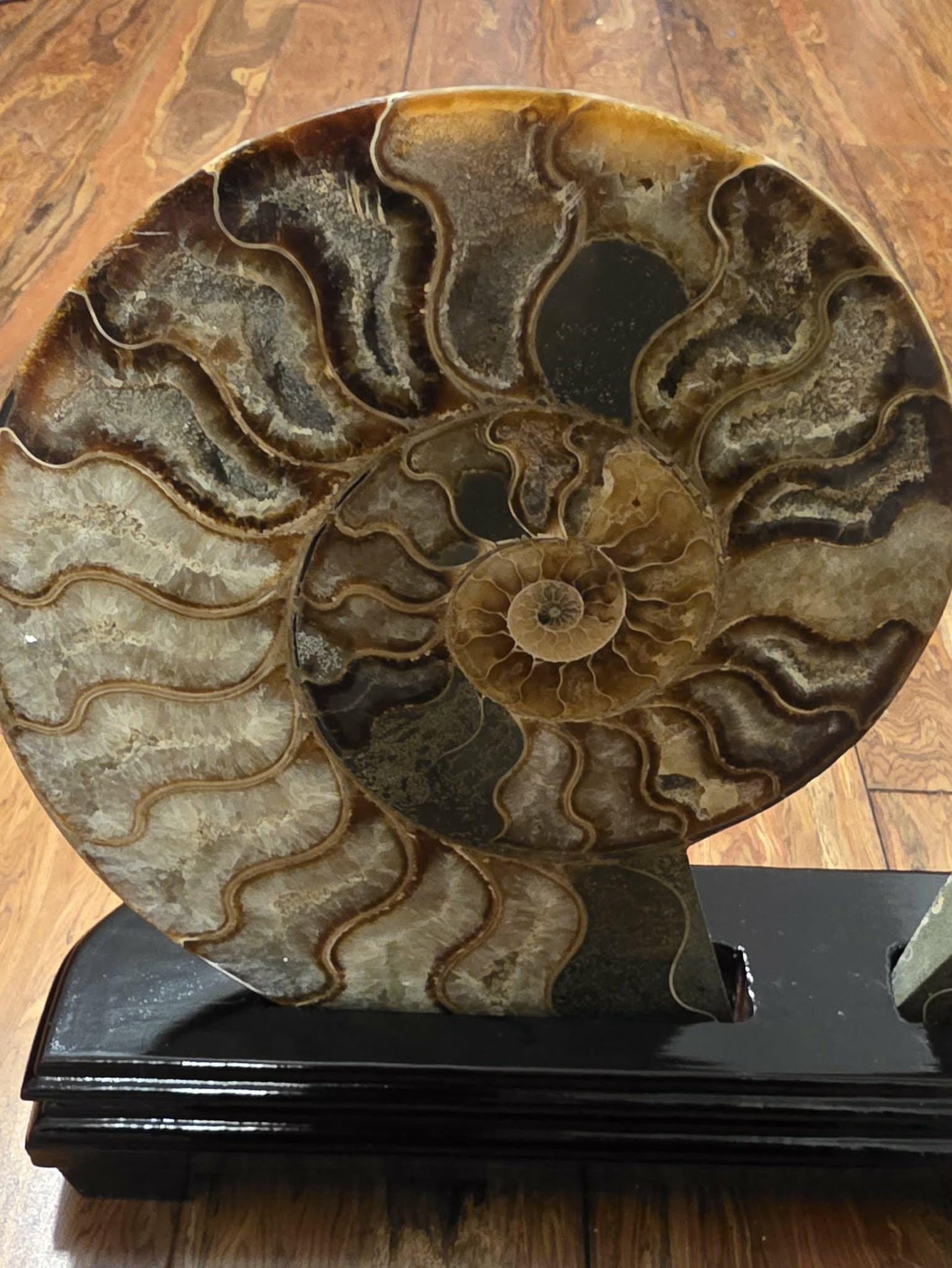 Madagascar Ammonite Fossil Pair with Custom Stand