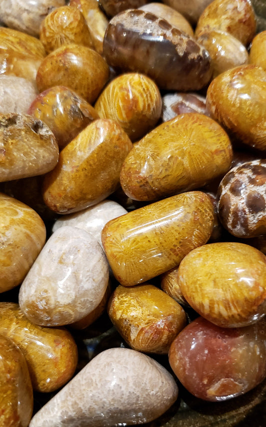 Fossil Coral Tumbles Indonesian