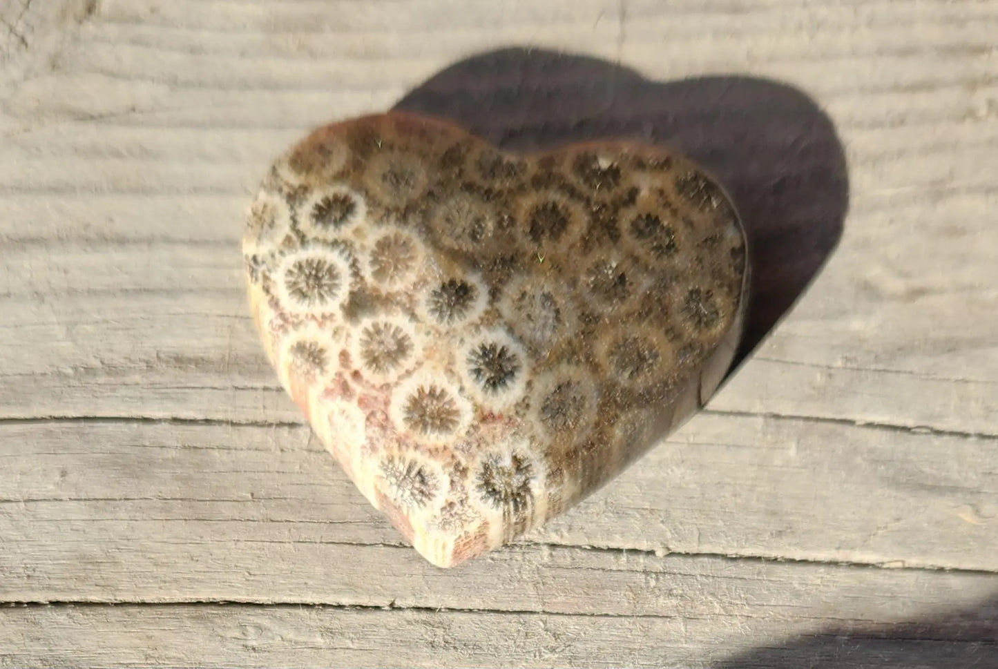 Coral Fossil Hearts 35mm Etsy