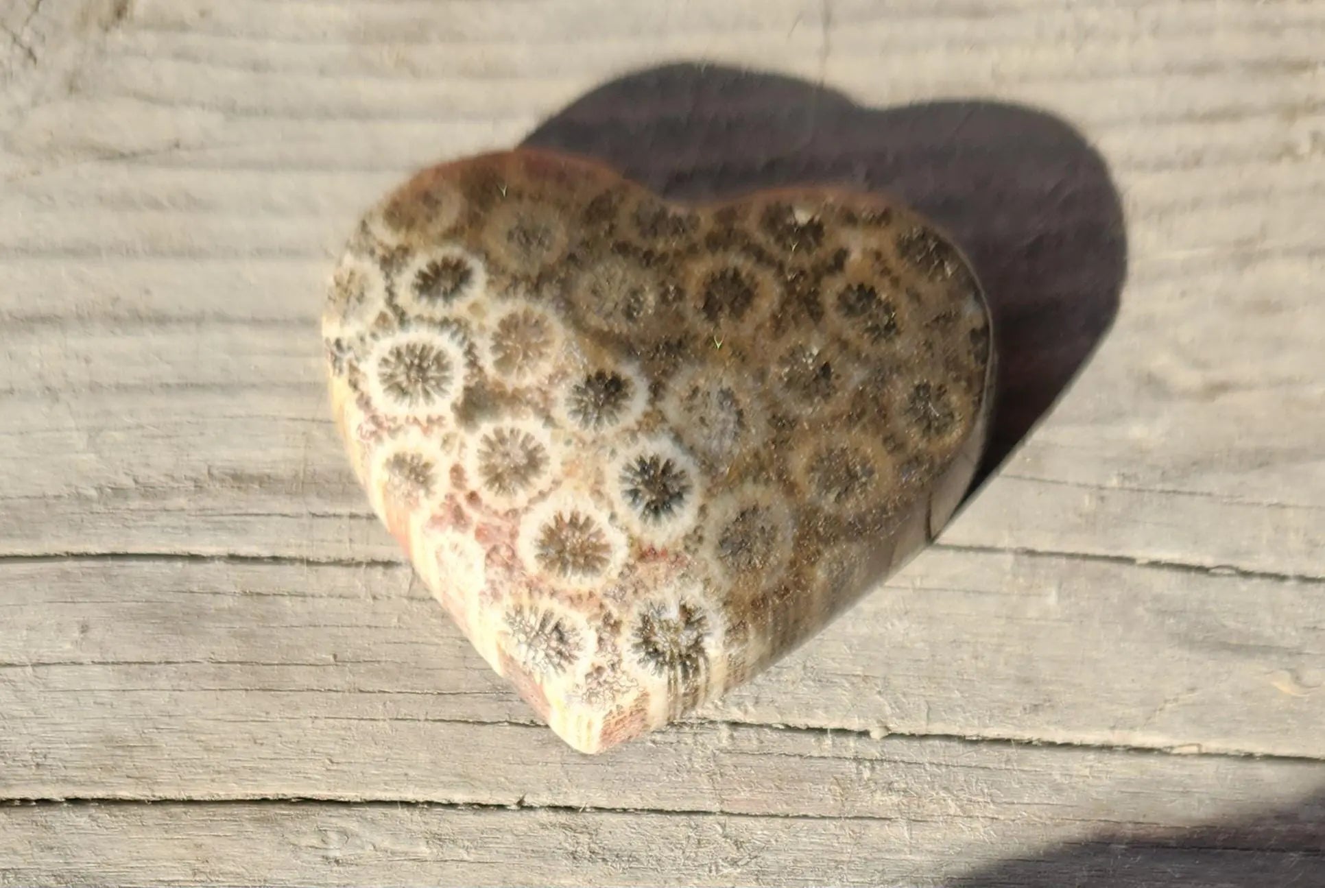 Coral Fossil Hearts 35mm Etsy