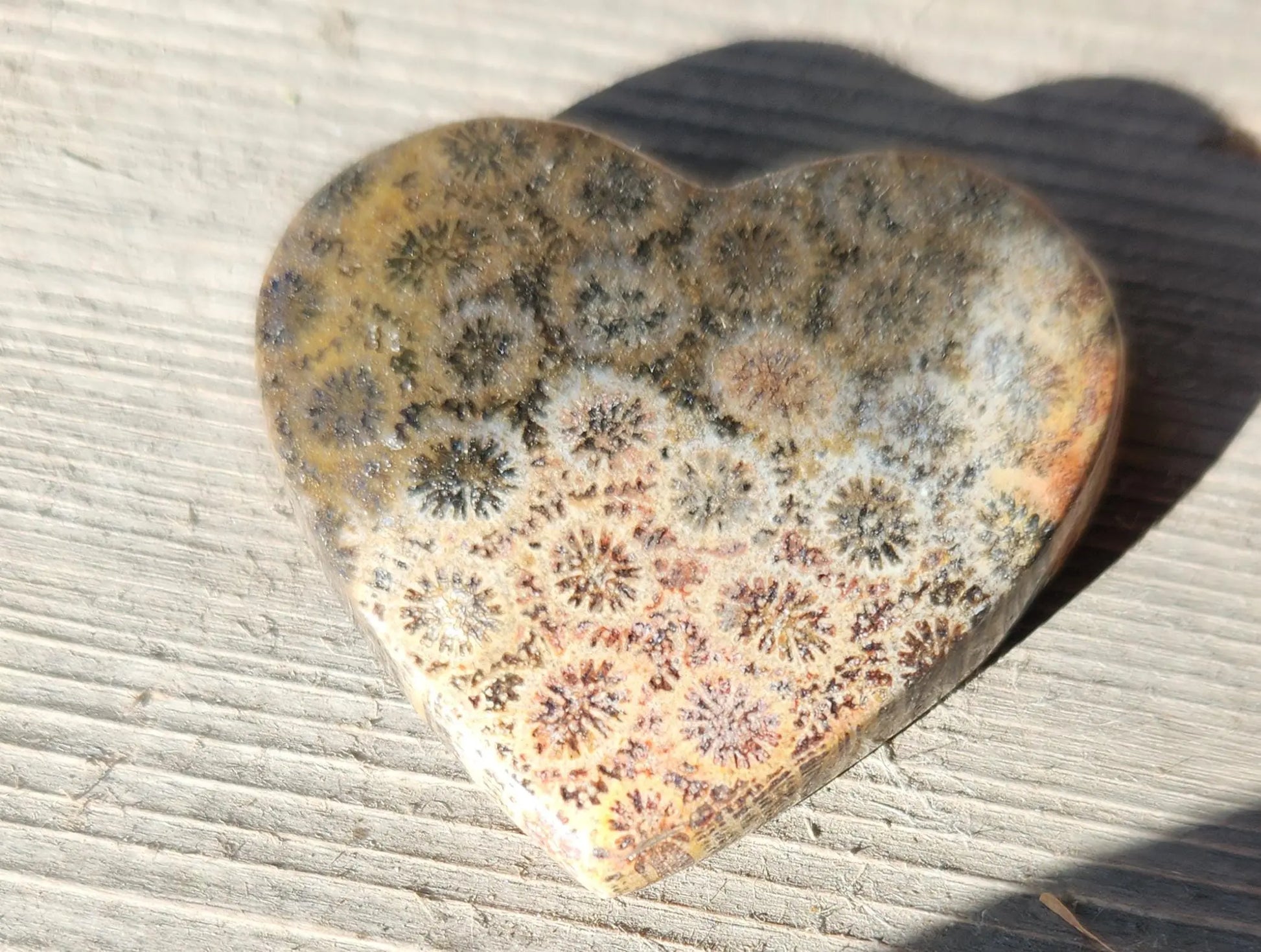 Coral Fossil Hearts 35mm Etsy