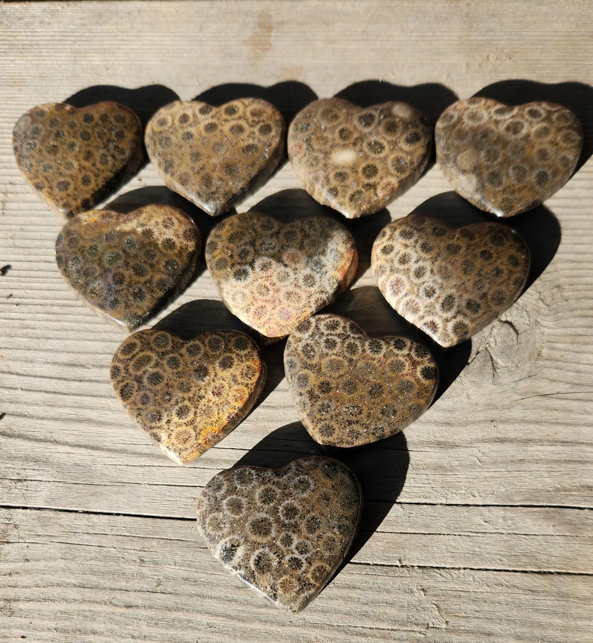 Coral Fossil Hearts 35mm Etsy