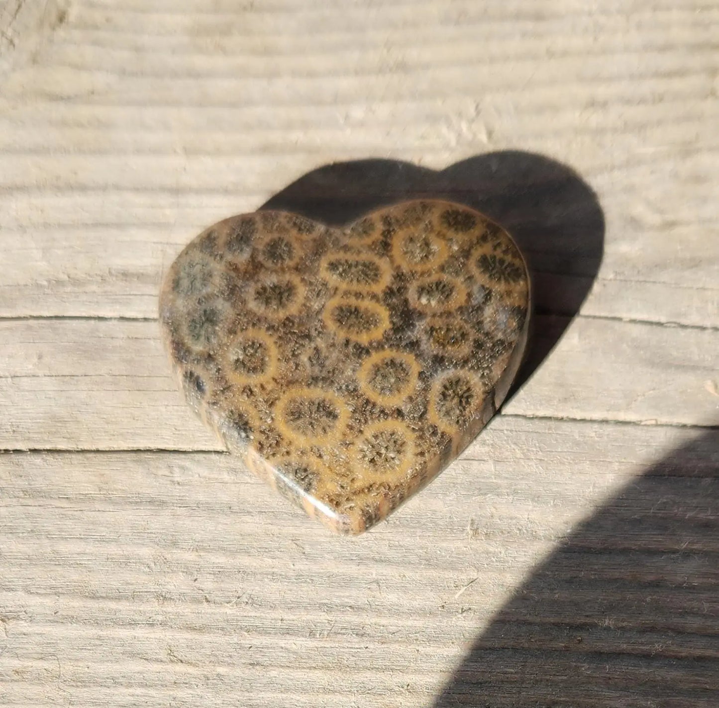 Coral Fossil Hearts 35mm Etsy
