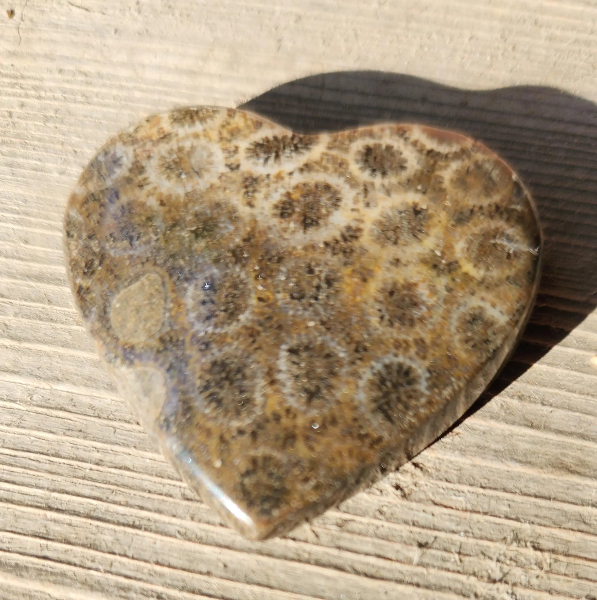Coral Fossil Hearts 35mm Etsy