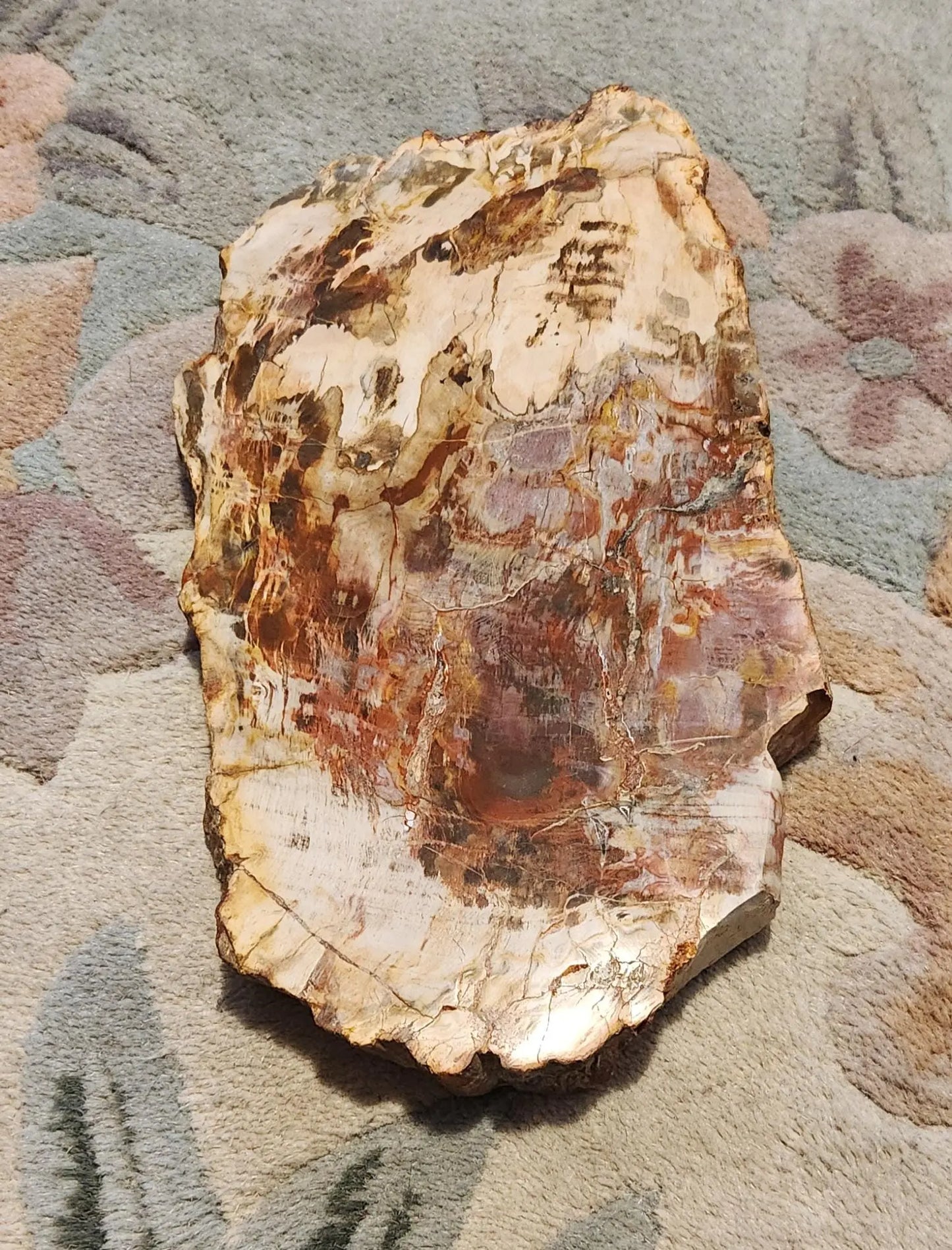 Petrified Wood Fossil Slab Etsy