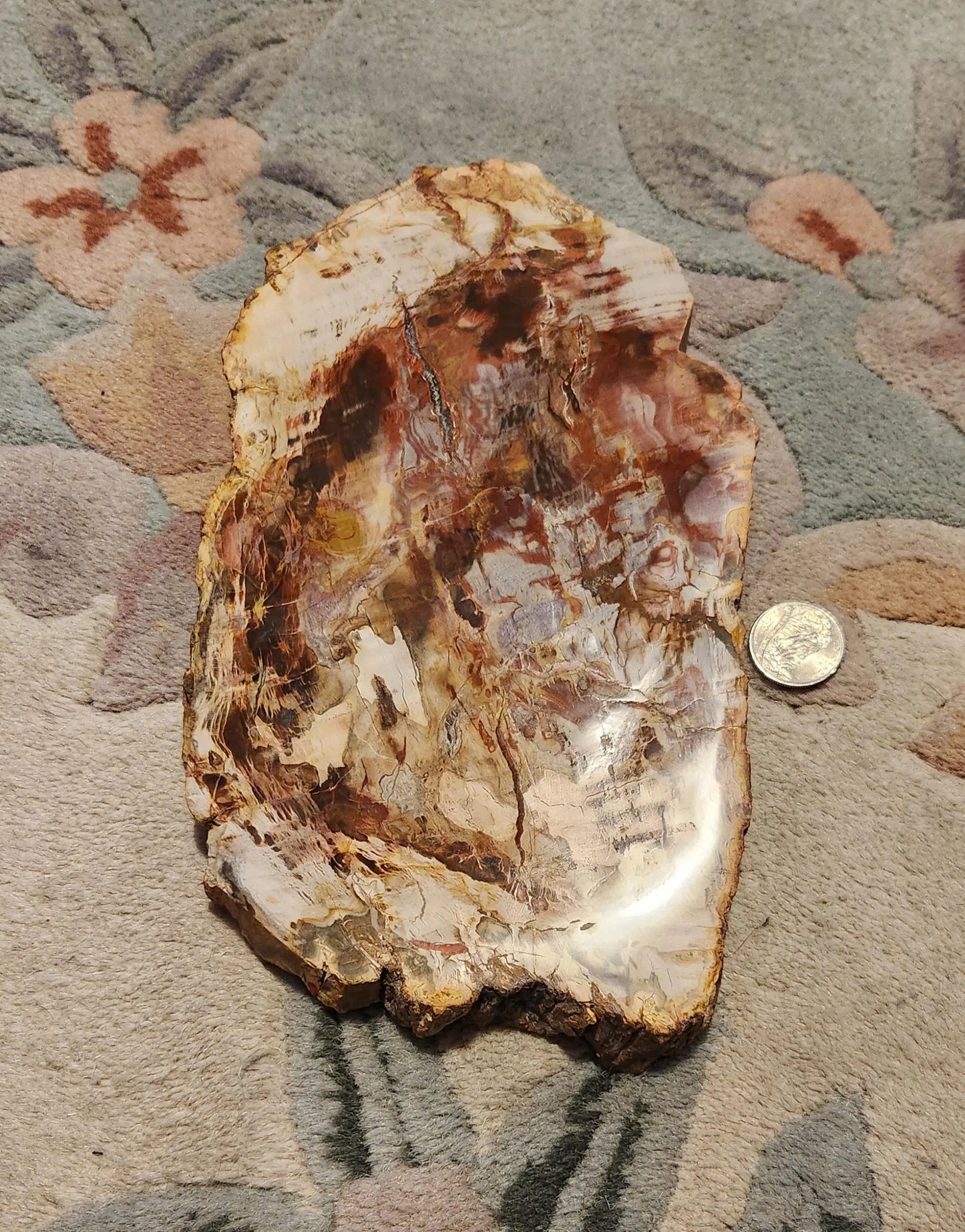 Petrified Wood Fossil Slab Etsy