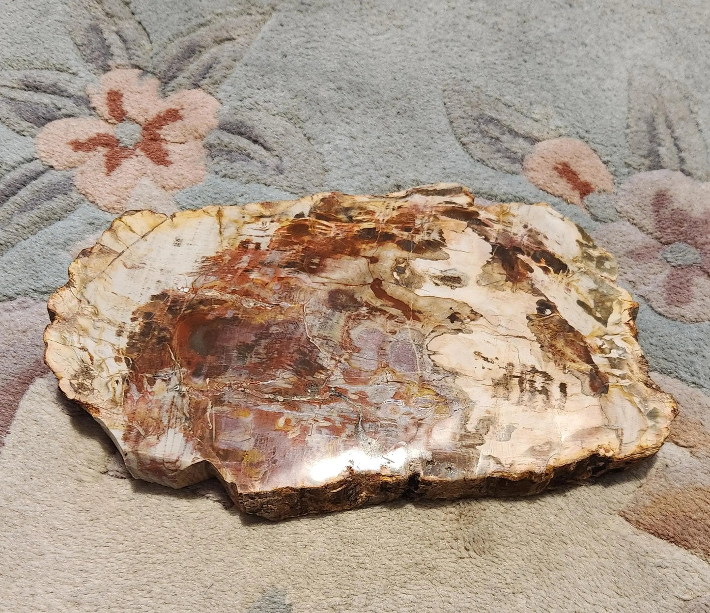 Petrified Wood Fossil Slab Etsy