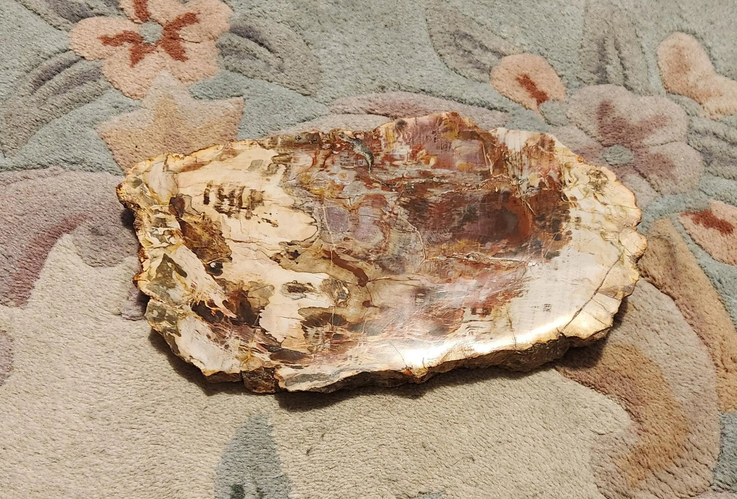 Petrified Wood Fossil Slab Etsy