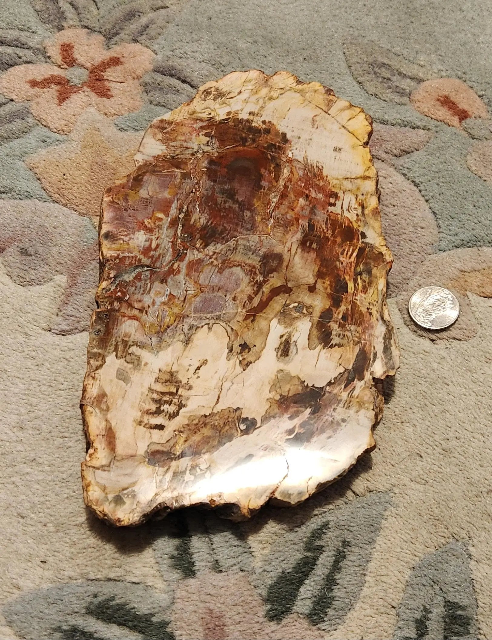 Petrified Wood Fossil Slab Etsy