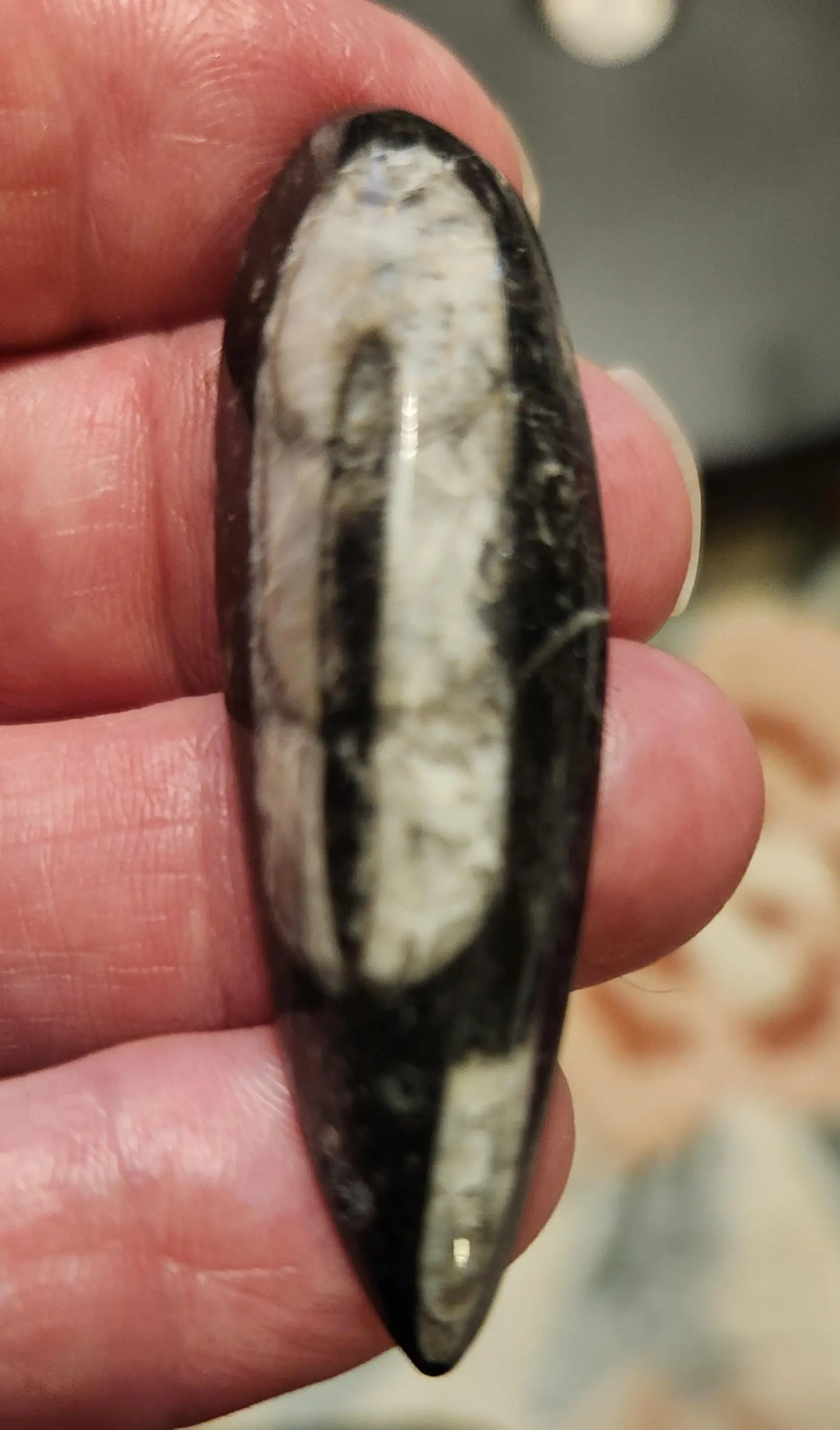 Small Orthoceras Chephalopod Etsy