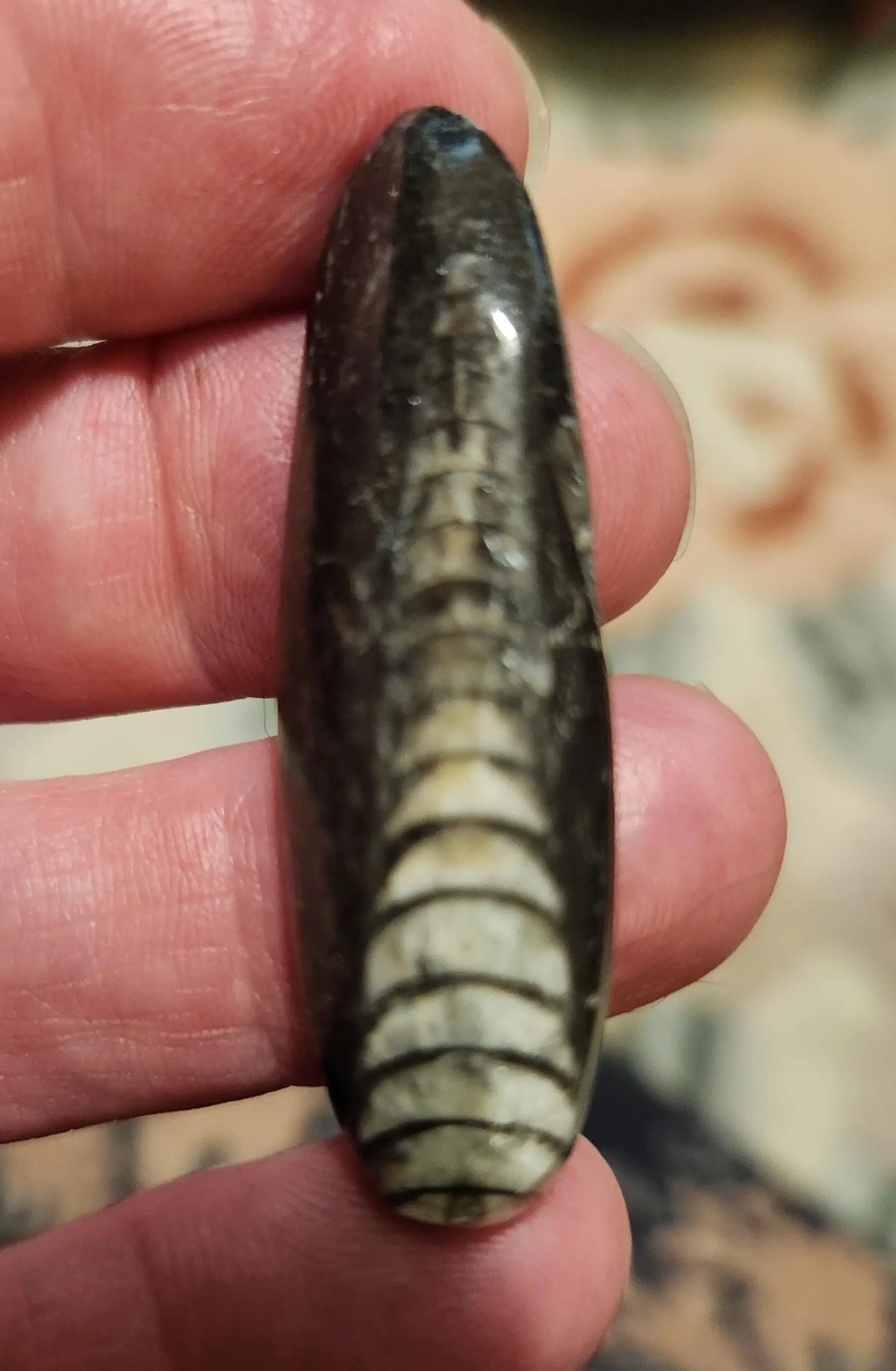 Small Orthoceras Chephalopod Etsy