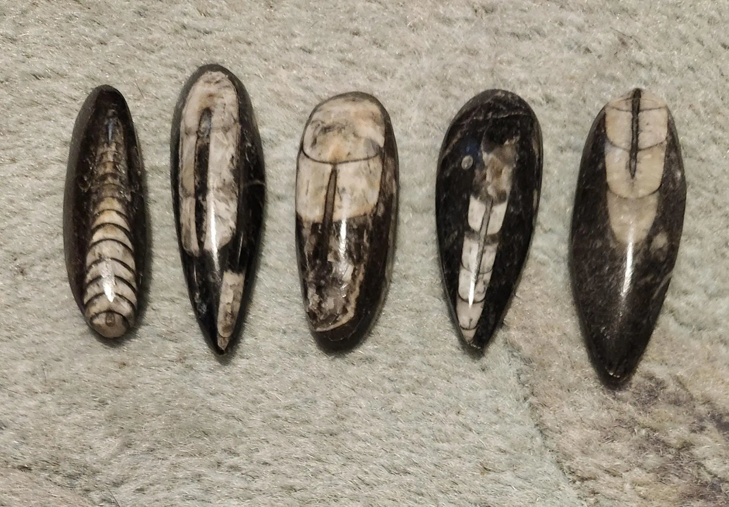 Small Orthoceras Chephalopod Etsy