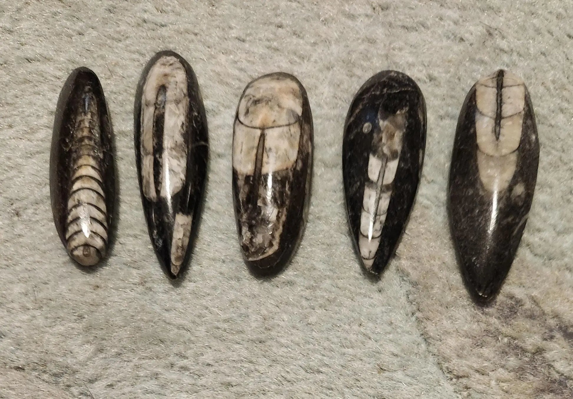 Small Orthoceras Chephalopod Etsy