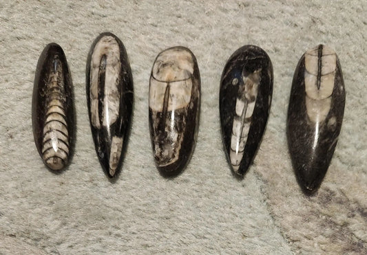 Small Orthoceras Chephalopod Etsy