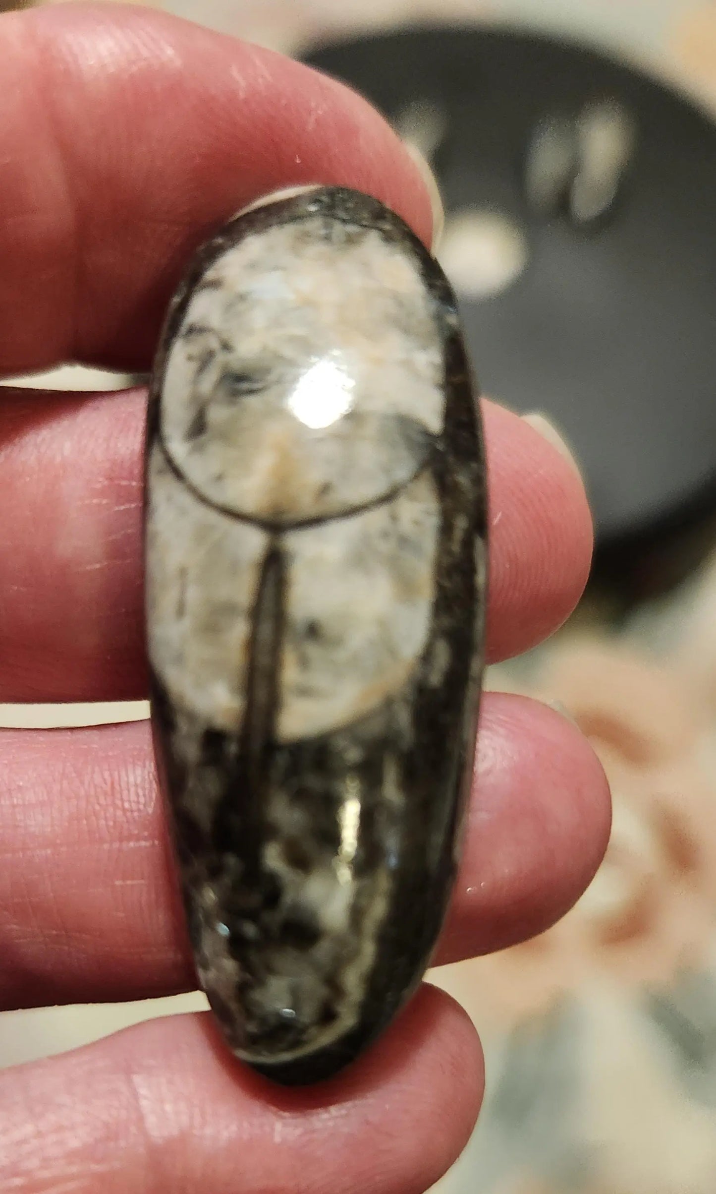 Small Orthoceras Chephalopod Etsy