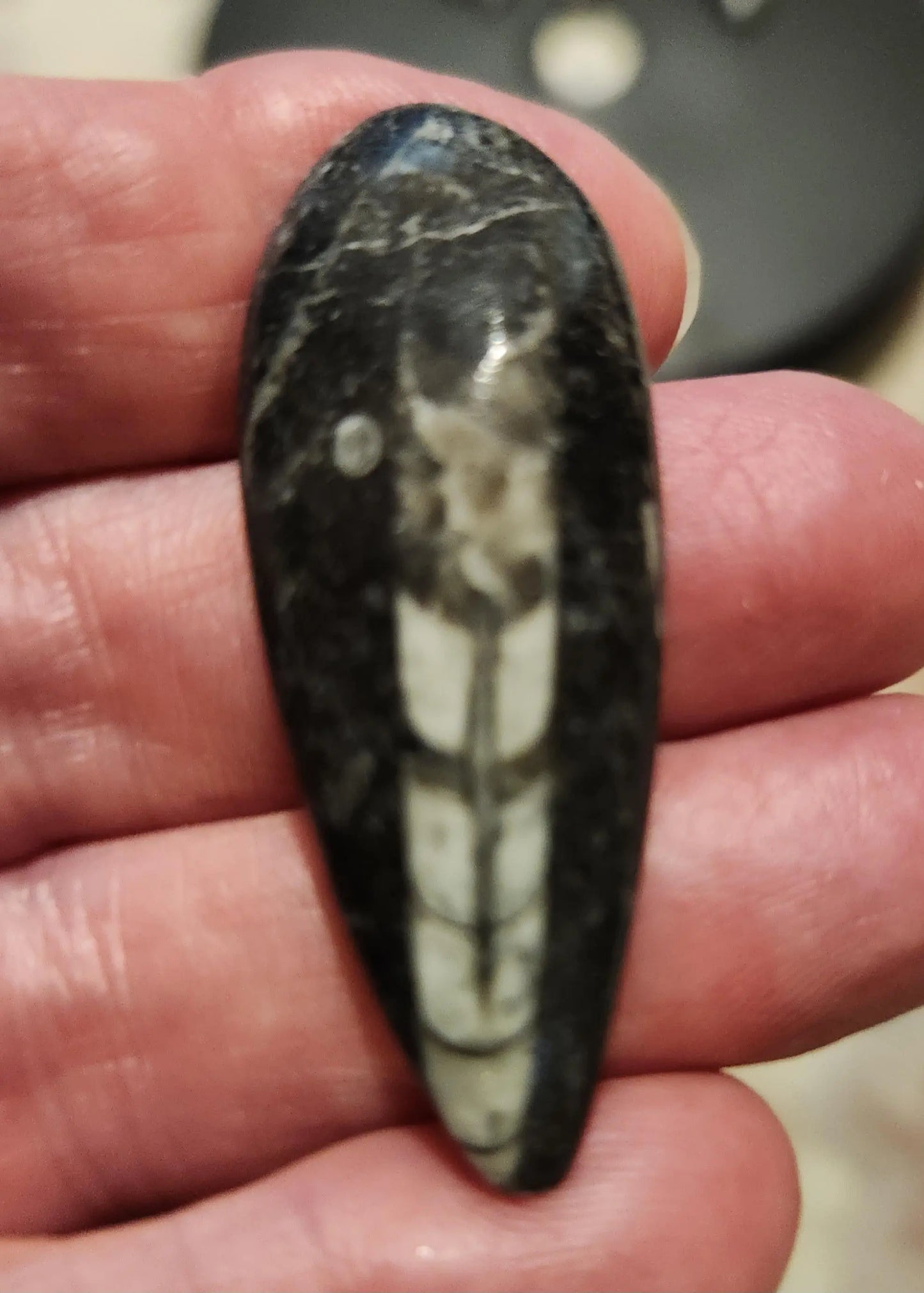 Small Orthoceras Chephalopod Etsy