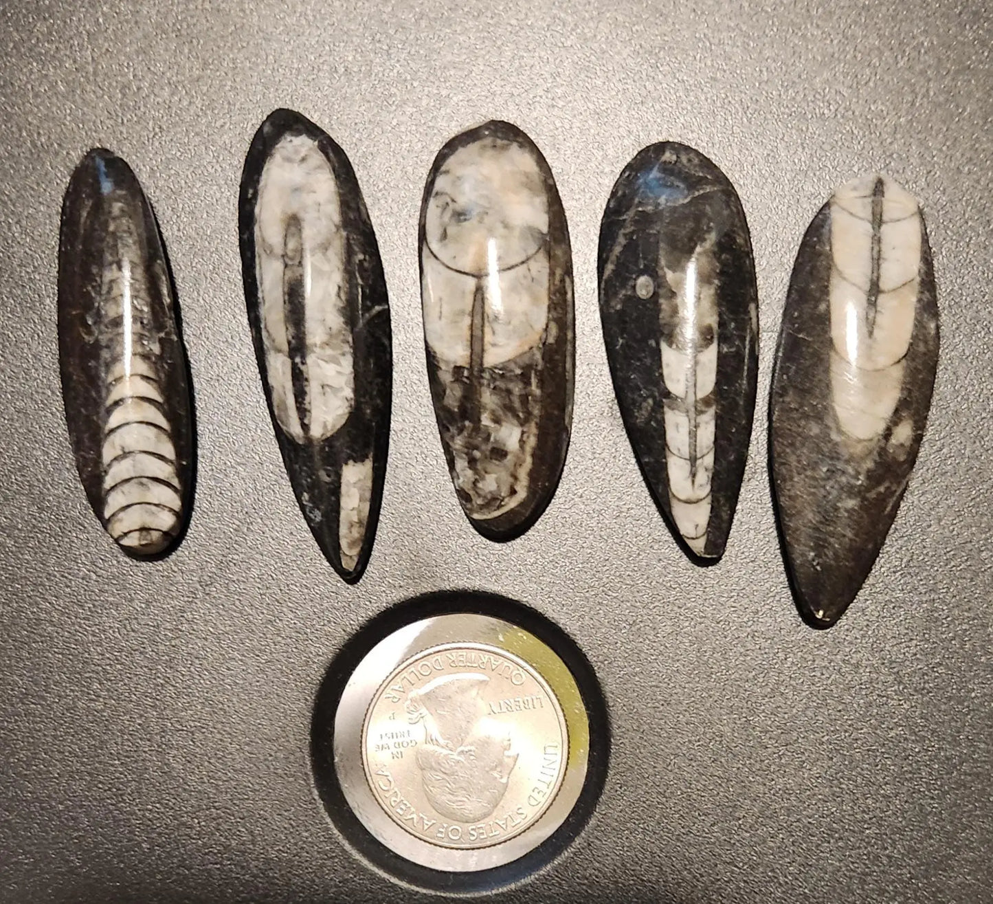Small Orthoceras Chephalopod Etsy