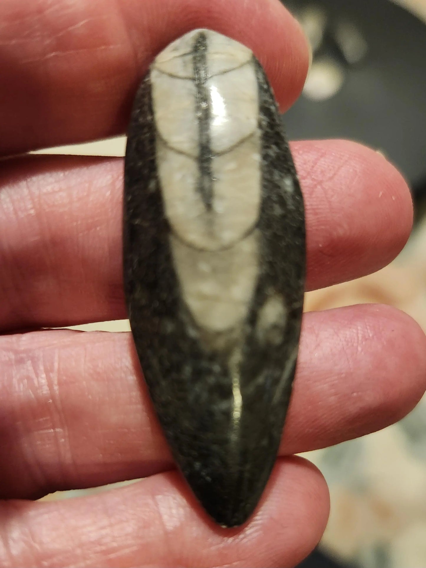 Small Orthoceras Chephalopod Etsy