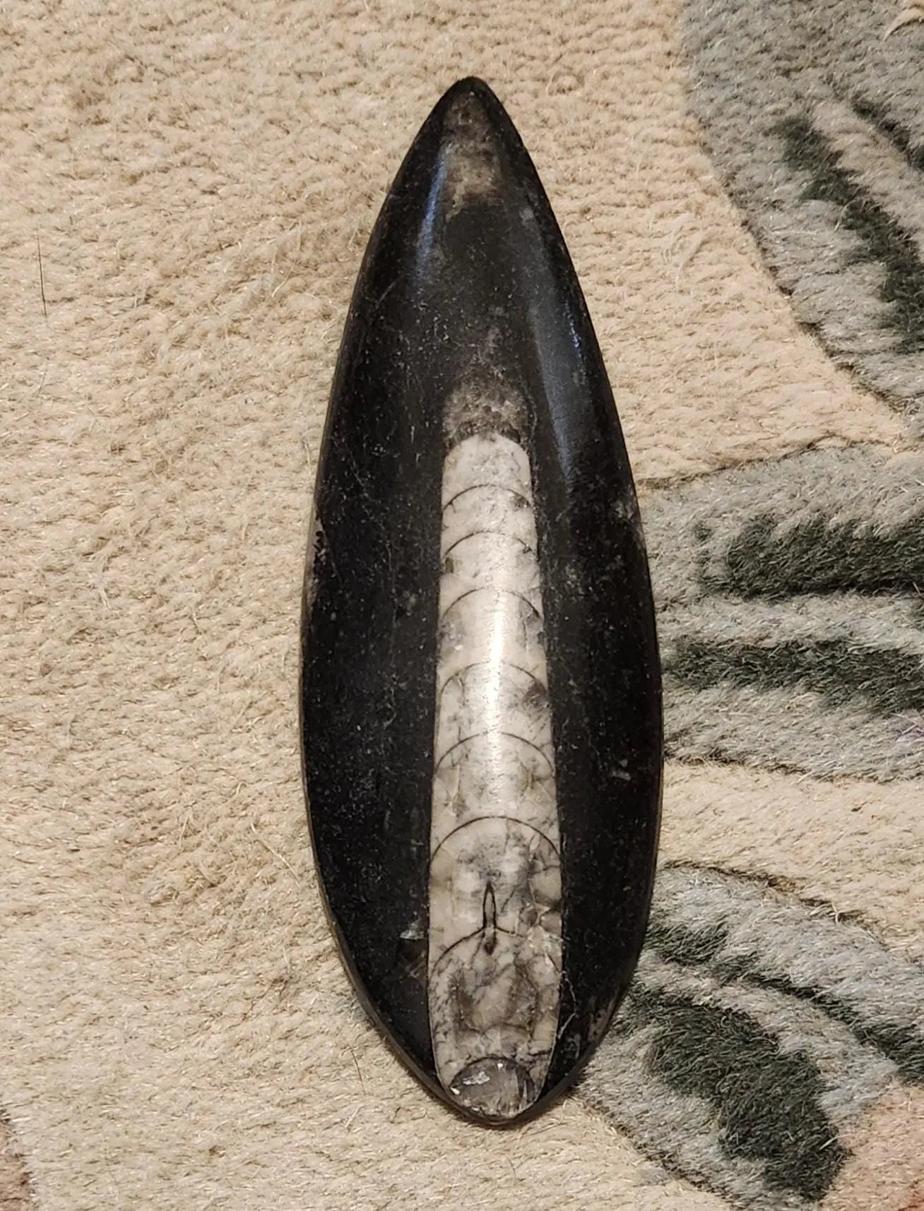 Orthoceras Fossil, 5-6" Polished Fossil,Ordovician Period 485 Million-443 Million Years Ago,Extinct Nautiloid Cephalopod,Life Force Energy Etsy