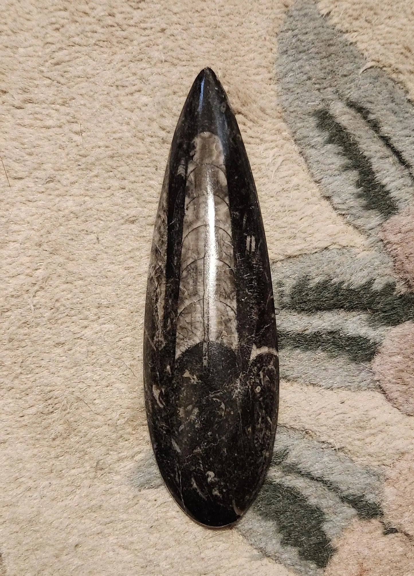 Orthoceras Fossil, 5-6" Polished Fossil,Ordovician Period 485 Million-443 Million Years Ago,Extinct Nautiloid Cephalopod,Life Force Energy Etsy