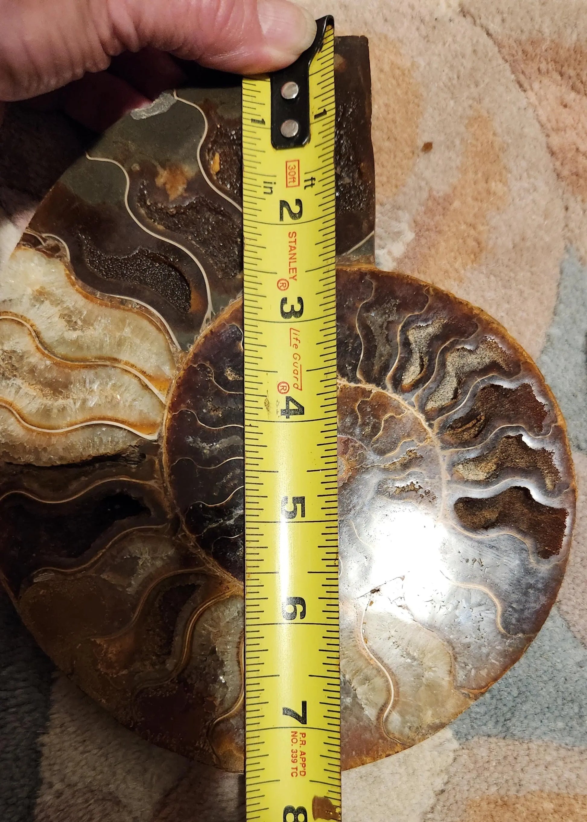 Madagascar Ammonite Pair, Cephalopod, Fossil, 66 Million Years Old, 7.5"  2LB 13.4OZ Pair, Available Separately, Marine Animal Fossil Etsy