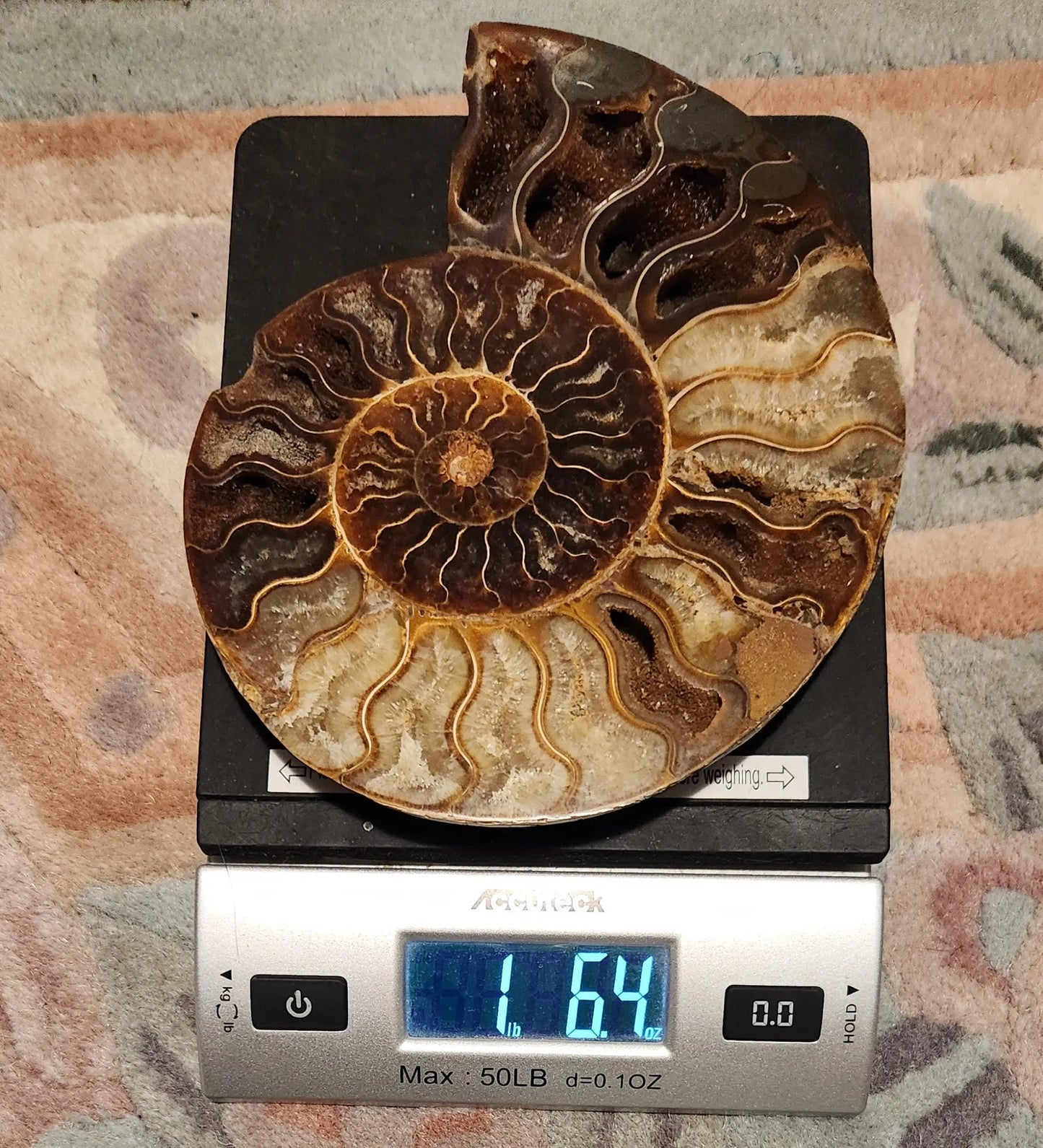 Madagascar Ammonite Pair, Cephalopod, Fossil, 66 Million Years Old, 7.5"  2LB 13.4OZ Pair, Available Separately, Marine Animal Fossil Etsy