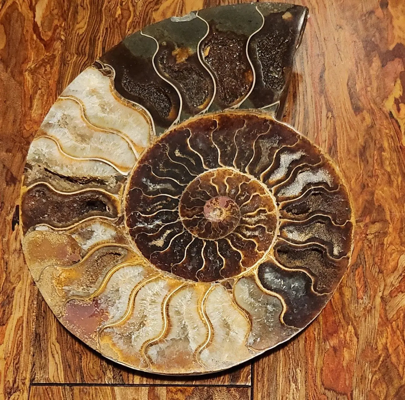 Madagascar Ammonite Pair, Cephalopod, Fossil, 66 Million Years Old, 7.5"  2LB 13.4OZ Pair, Available Separately, Marine Animal Fossil Etsy