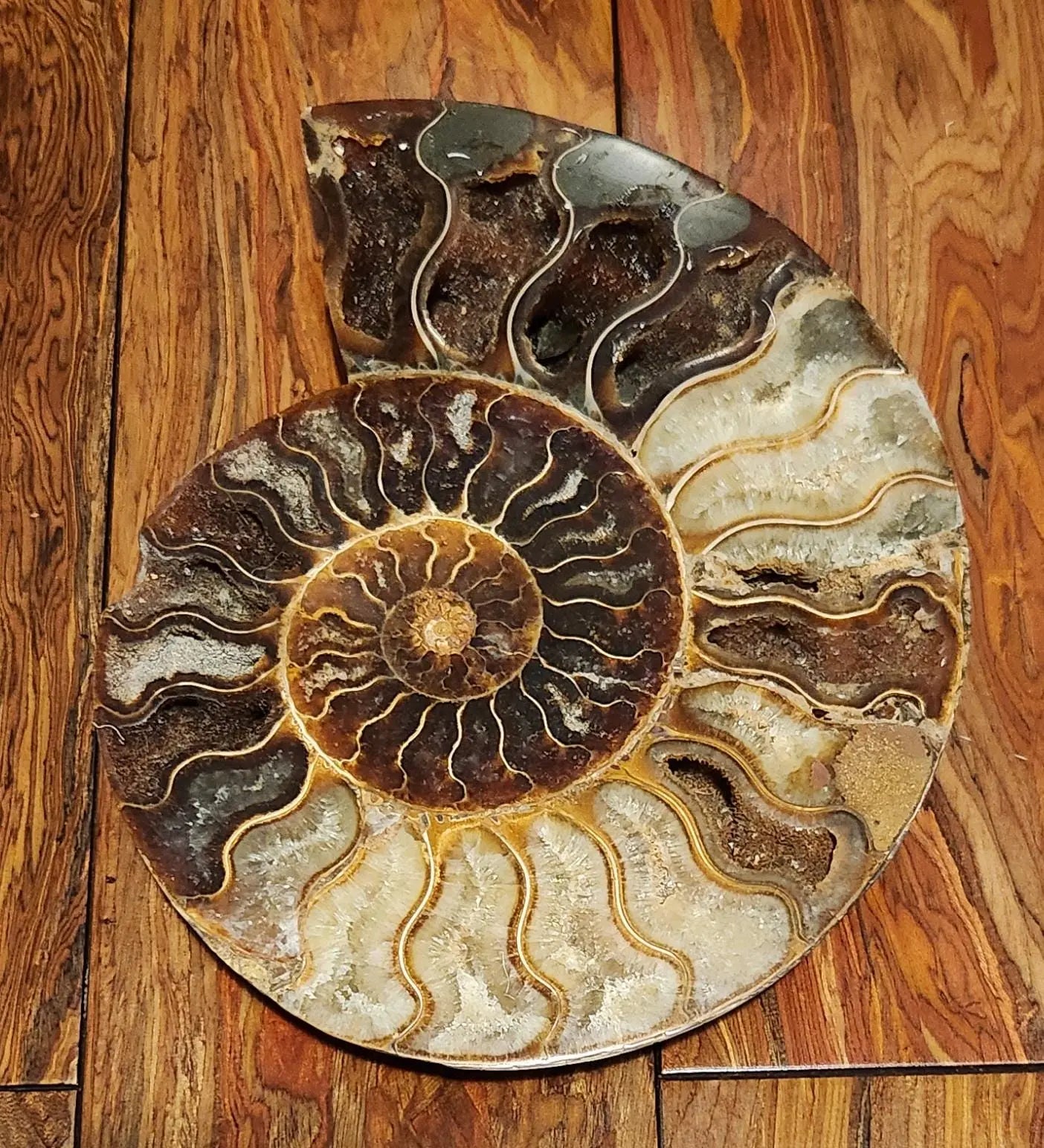 Madagascar Ammonite Pair, Cephalopod, Fossil, 66 Million Years Old, 7.5"  2LB 13.4OZ Pair, Available Separately, Marine Animal Fossil Etsy