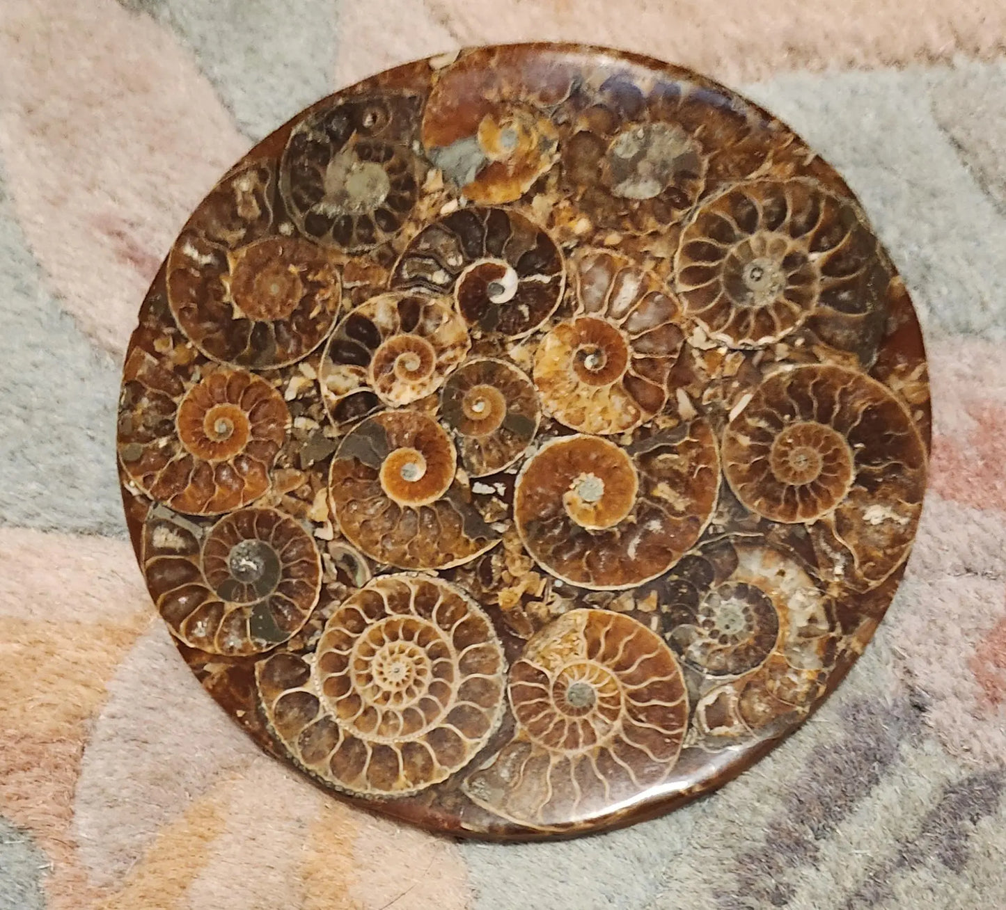 Ammonite Disc, Beautiful Display Disc, Fossil Ammonite, Cephalopods, Spiral-Shaped Shells, 110mm, 4.4"  Diameter Etsy
