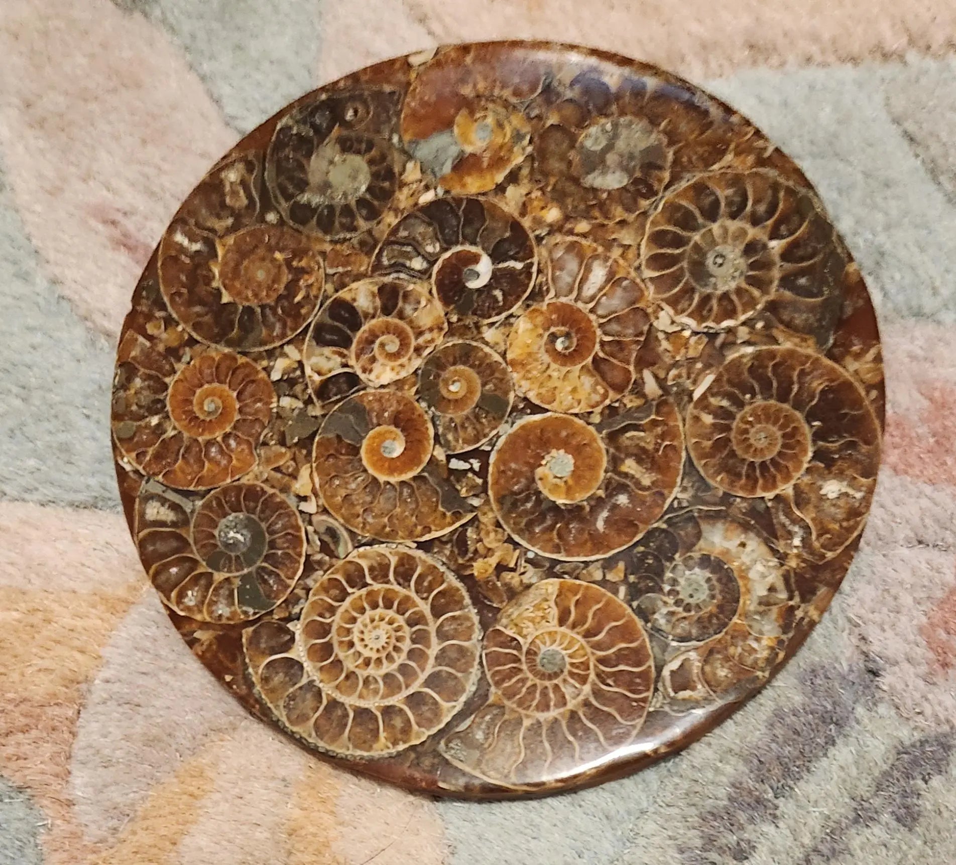 Ammonite Disc, Beautiful Display Disc, Fossil Ammonite, Cephalopods, Spiral-Shaped Shells, 110mm, 4.4"  Diameter Etsy