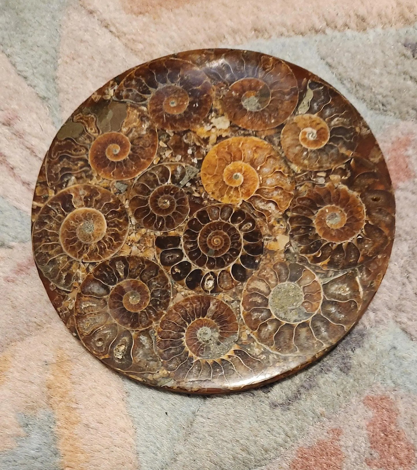 Ammonite Disc, Beautiful Display Disc, Fossil Ammonite, Cephalopods, Spiral-Shaped Shells, 110mm, 4.4"  Diameter Etsy