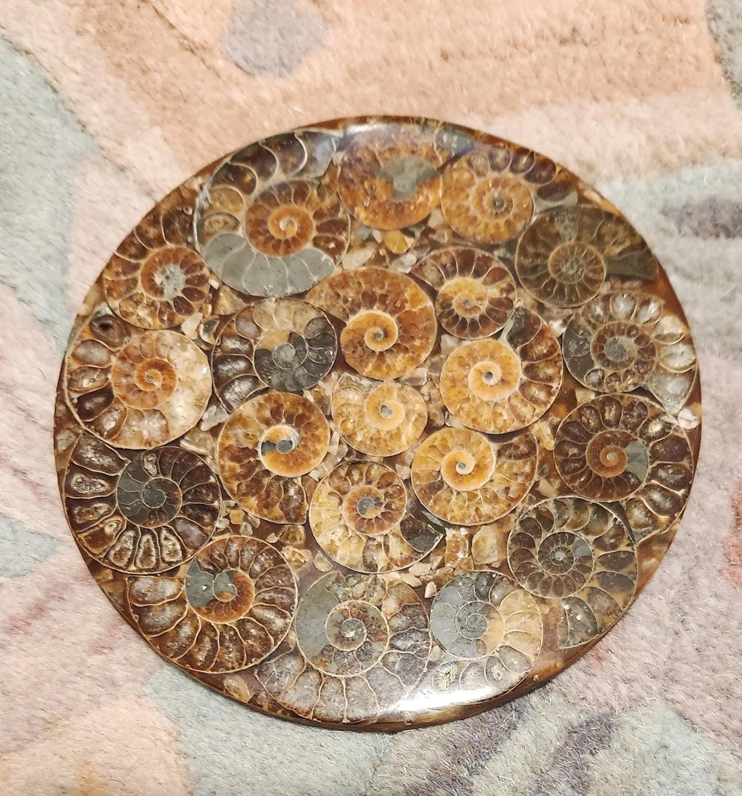 Ammonite Disc, Beautiful Display Disc, Fossil Ammonite, Cephalopods, Spiral-Shaped Shells, 110mm, 4.4"  Diameter Etsy