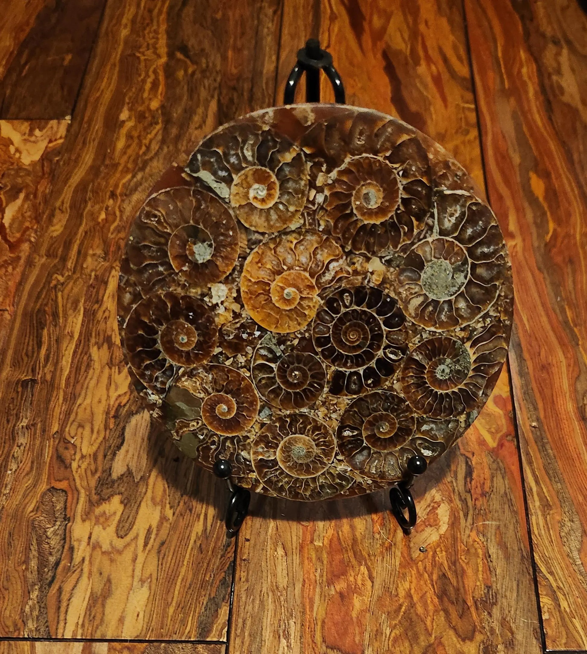 Ammonite Disc, Beautiful Display Disc, Fossil Ammonite, Cephalopods, Spiral-Shaped Shells, 110mm, 4.4"  Diameter Etsy