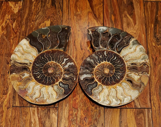 Madagascar Ammonite Pair, Cephalopod, Fossil, 66 Million Years Old, 7.5"  2LB 13.4OZ Pair, Available Separately, Marine Animal Fossil Etsy