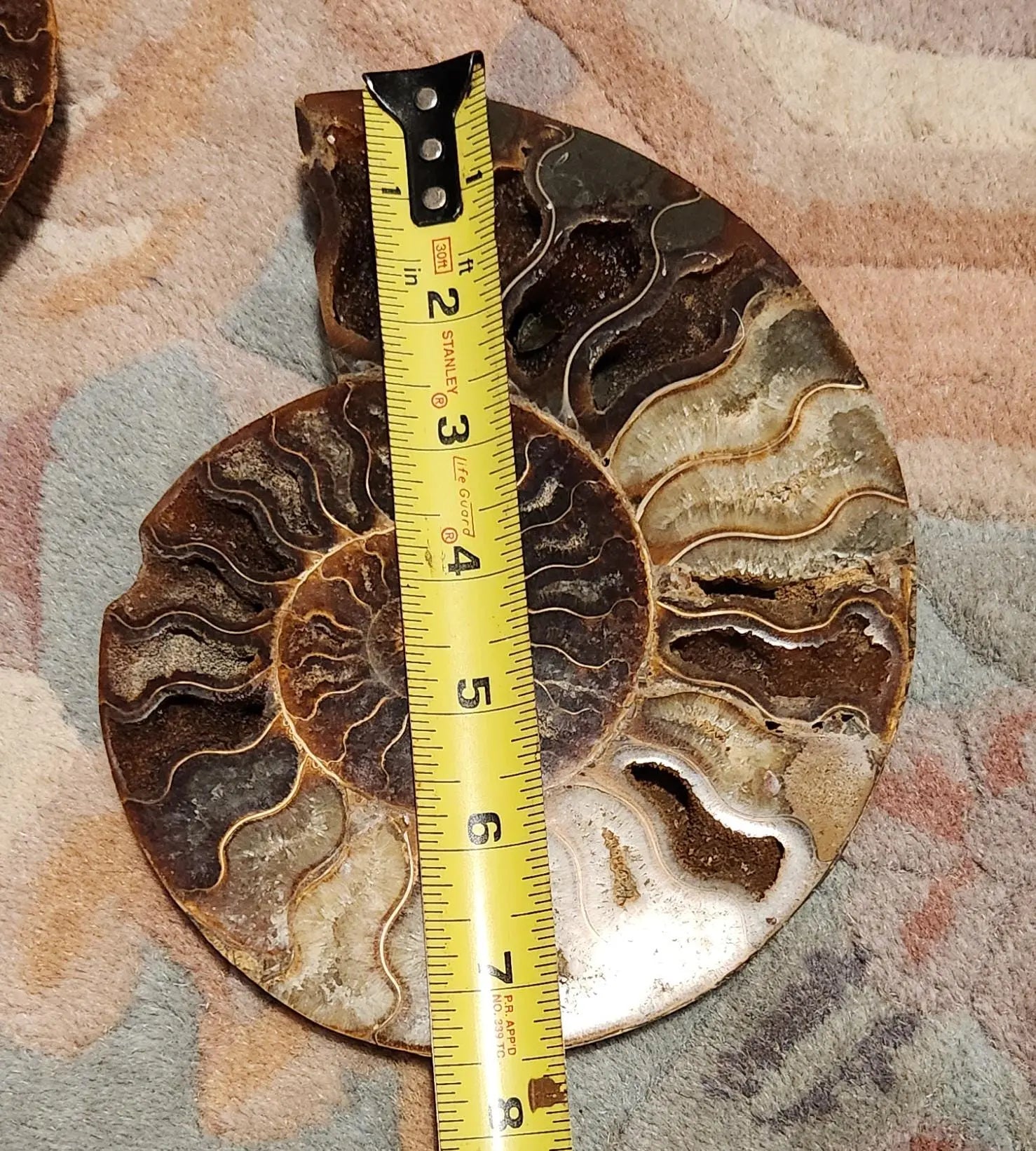 Madagascar Ammonite Pair, Cephalopod, Fossil, 66 Million Years Old, 7.5"  2LB 13.4OZ Pair, Available Separately, Marine Animal Fossil Etsy