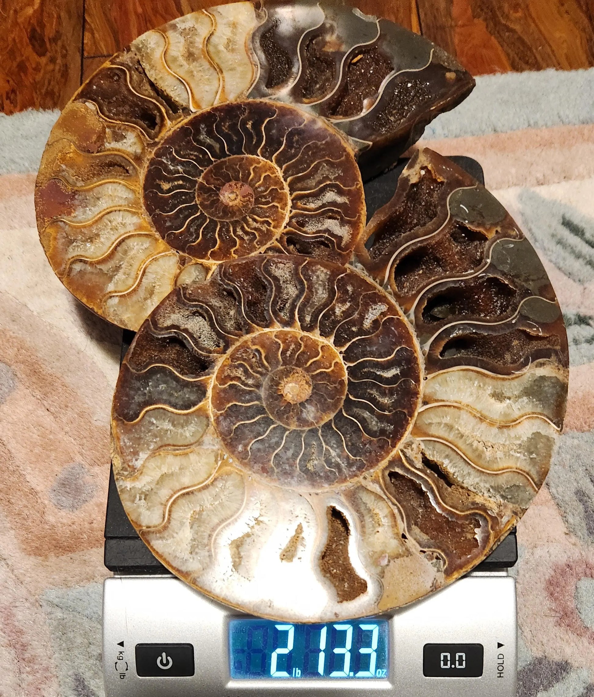 Madagascar Ammonite Pair, Cephalopod, Fossil, 66 Million Years Old, 7.5"  2LB 13.4OZ Pair, Available Separately, Marine Animal Fossil Etsy