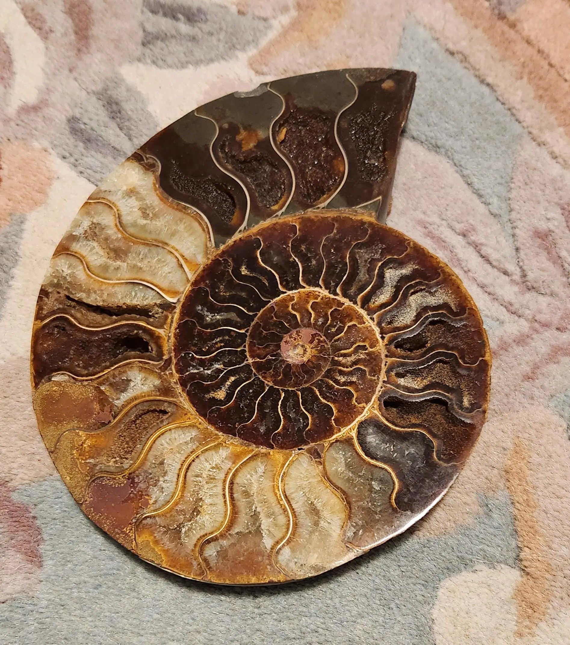 Madagascar Ammonite Pair, Cephalopod, Fossil, 66 Million Years Old, 7.5"  2LB 13.4OZ Pair, Available Separately, Marine Animal Fossil Etsy