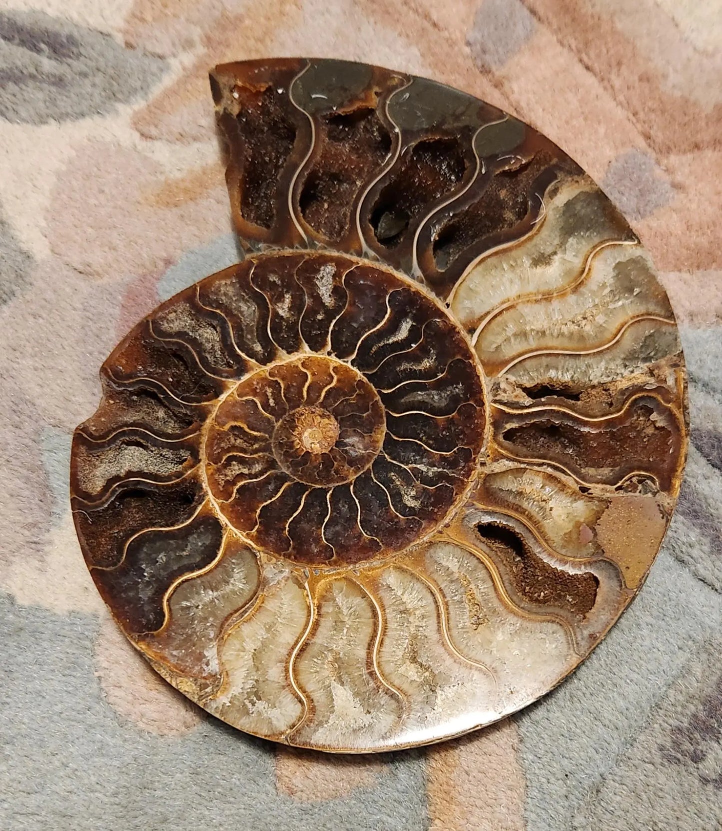 Madagascar Ammonite Pair, Cephalopod, Fossil, 66 Million Years Old, 7.5"  2LB 13.4OZ Pair, Available Separately, Marine Animal Fossil Etsy