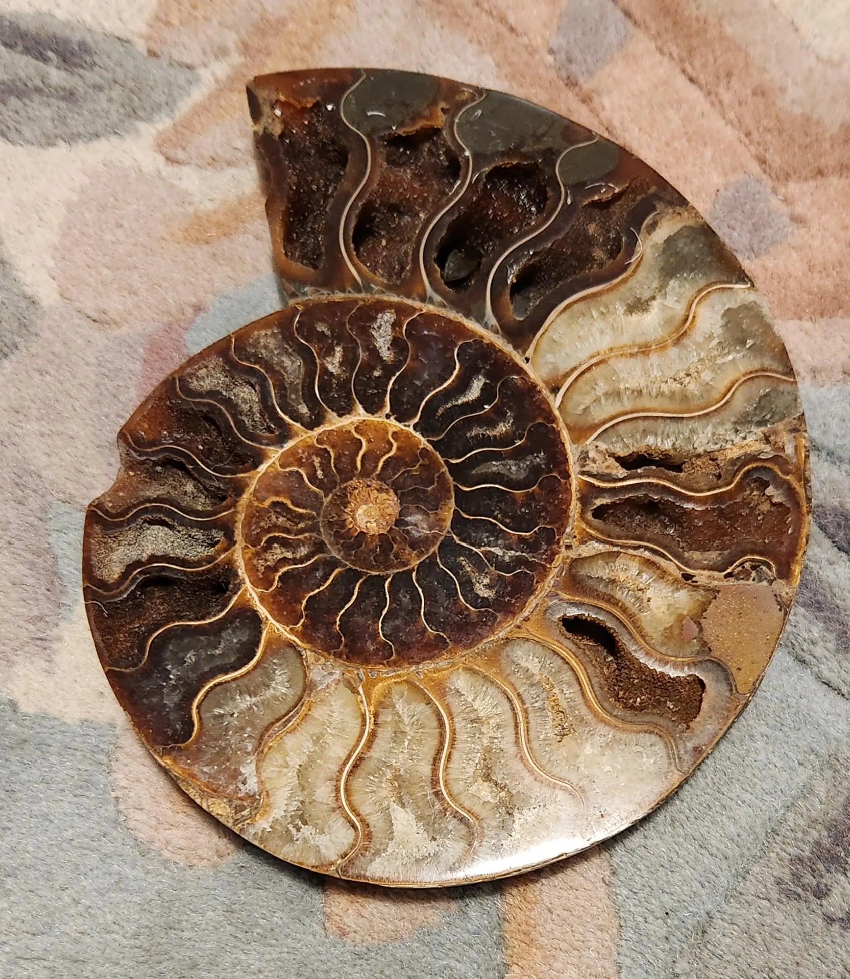 Madagascar Ammonite Pair, Cephalopod, Fossil, 66 Million Years Old, 7.5"  2LB 13.4OZ Pair, Available Separately, Marine Animal Fossil Etsy