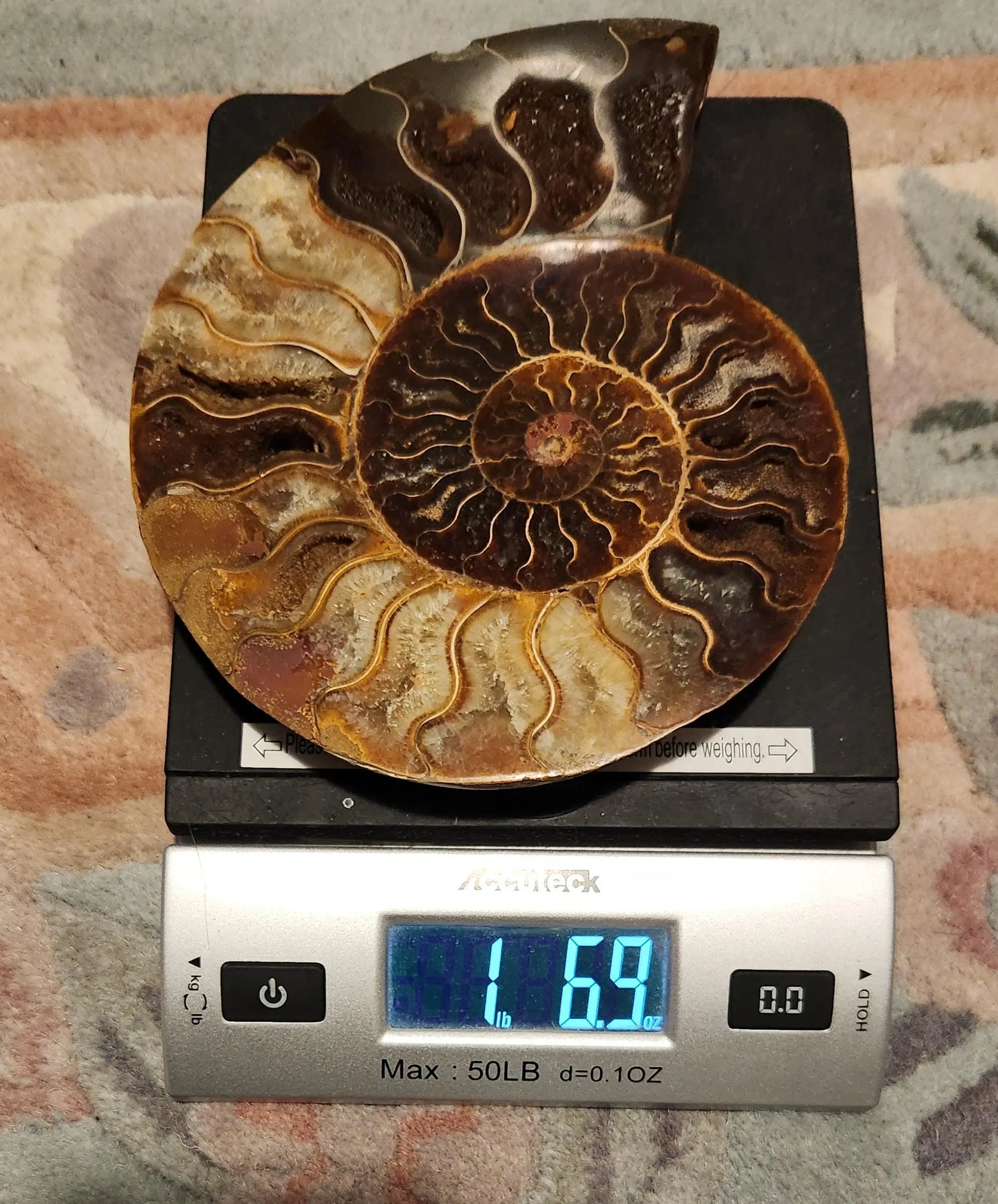 Madagascar Ammonite Pair, Cephalopod, Fossil, 66 Million Years Old, 7.5"  2LB 13.4OZ Pair, Available Separately, Marine Animal Fossil Etsy