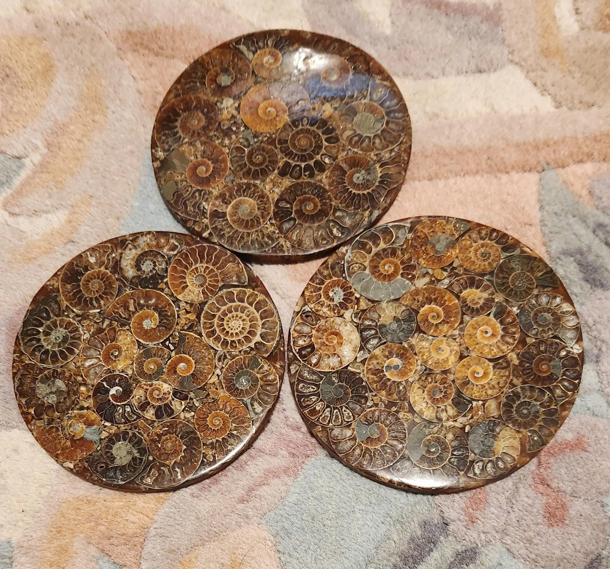 Ammonite Disc, Beautiful Display Disc, Fossil Ammonite, Cephalopods, Spiral-Shaped Shells, 110mm, 4.4"  Diameter Etsy