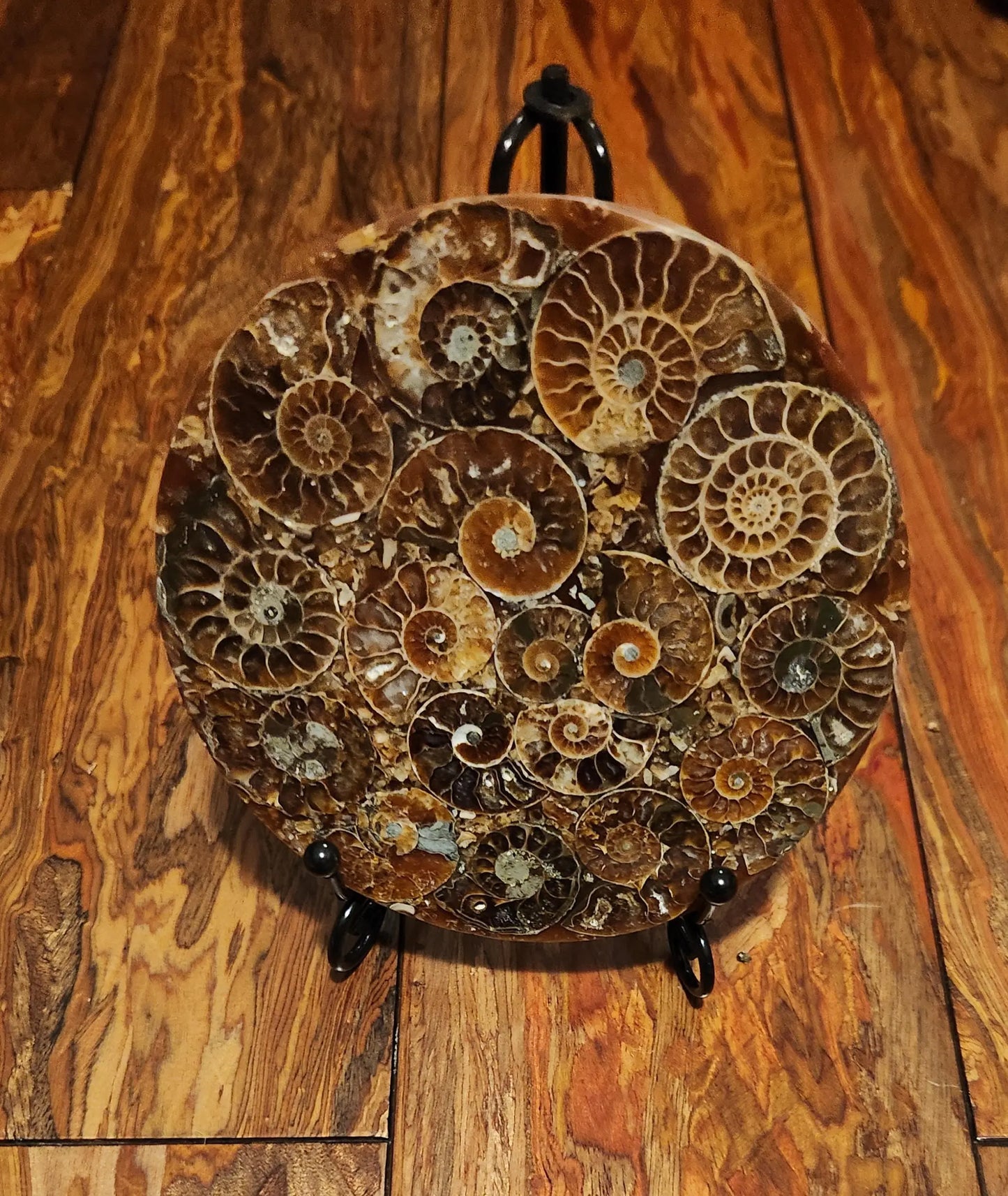 Ammonite Disc, Beautiful Display Disc, Fossil Ammonite, Cephalopods, Spiral-Shaped Shells, 110mm, 4.4"  Diameter Etsy