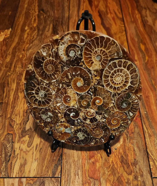 Ammonite Disc, Beautiful Display Disc, Fossil Ammonite, Cephalopods, Spiral-Shaped Shells, 110mm, 4.4"  Diameter Etsy