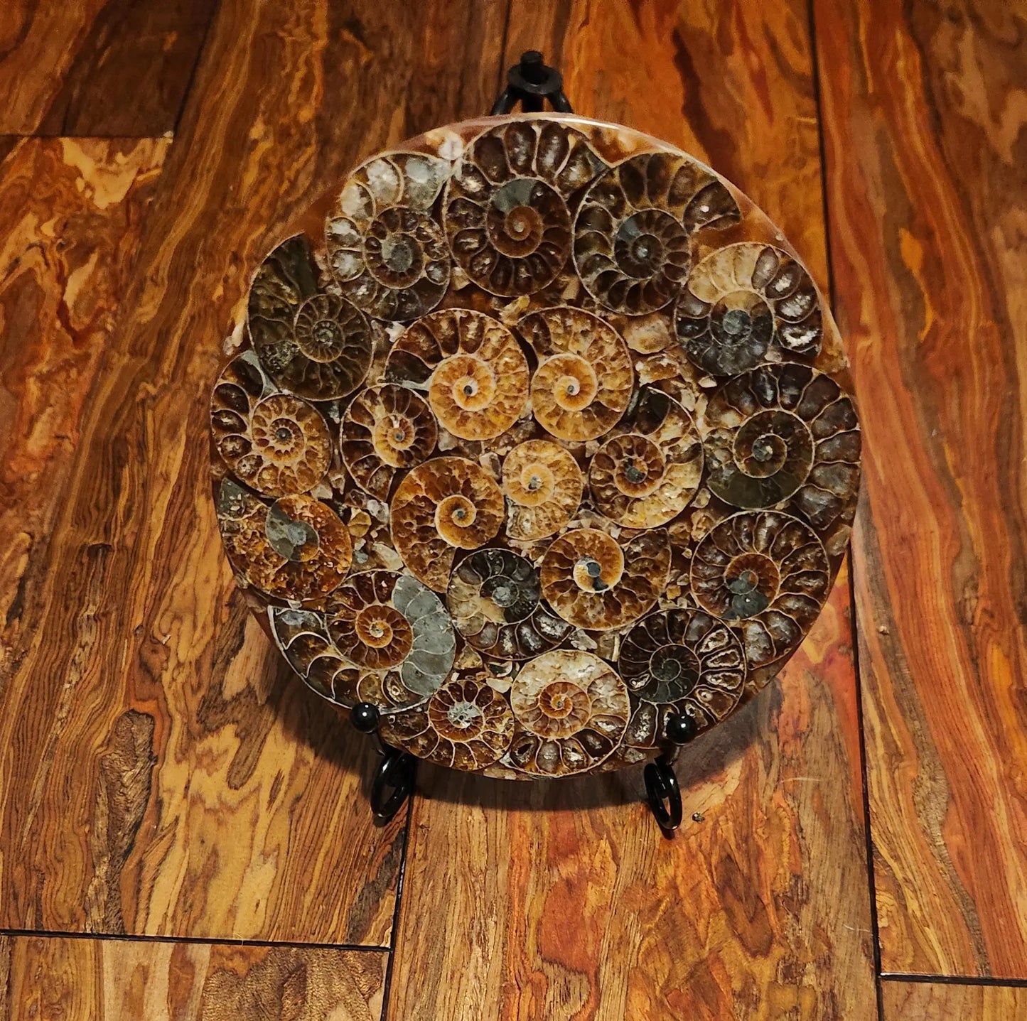 Ammonite Disc, Beautiful Display Disc, Fossil Ammonite, Cephalopods, Spiral-Shaped Shells, 110mm, 4.4"  Diameter Etsy