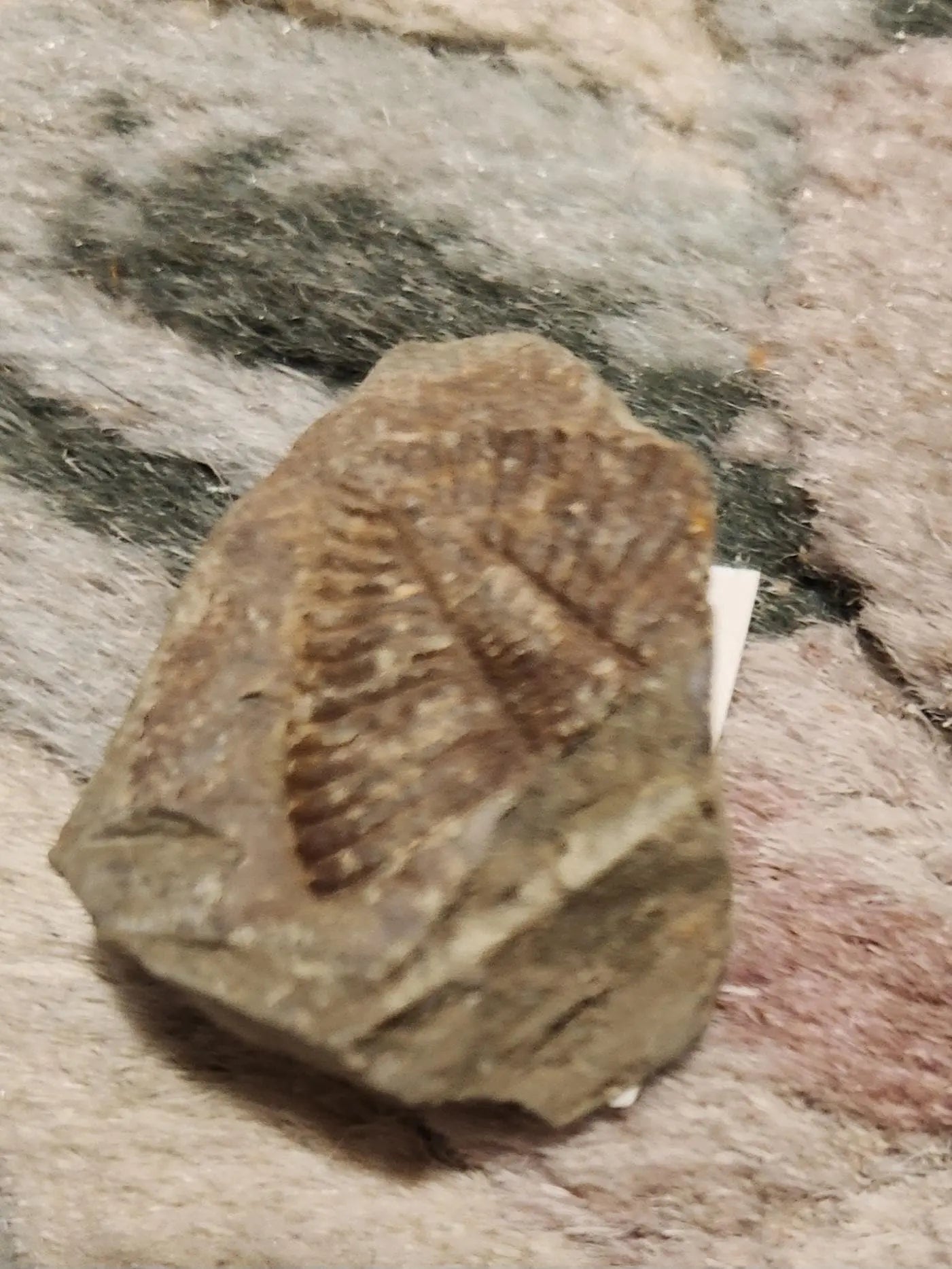Fossilized rocks with trilobite fossils, extinct arthropods, Cambrian Paleozoic Etsy