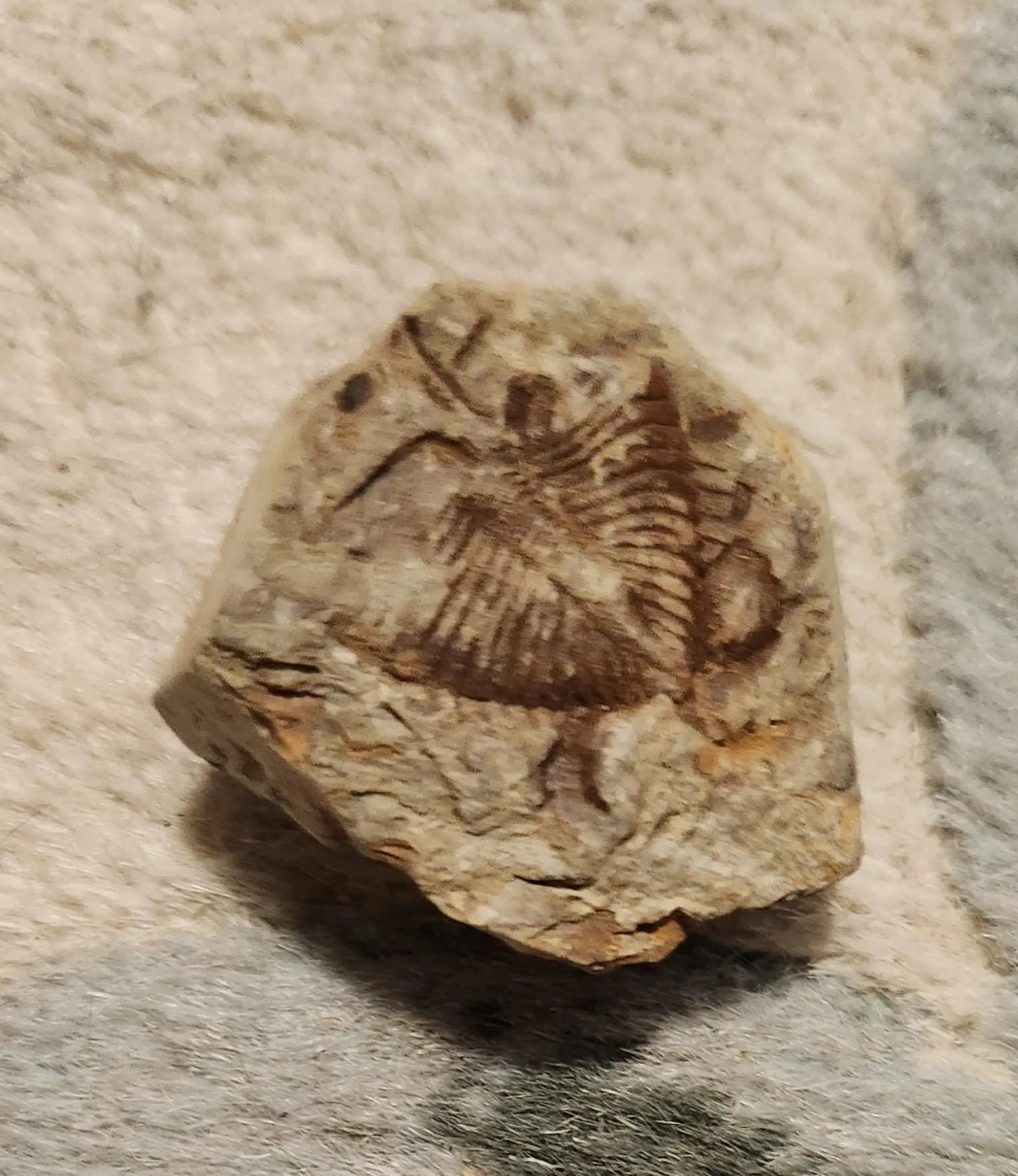 Fossilized rocks with trilobite fossils, extinct arthropods, Cambrian Paleozoic Etsy