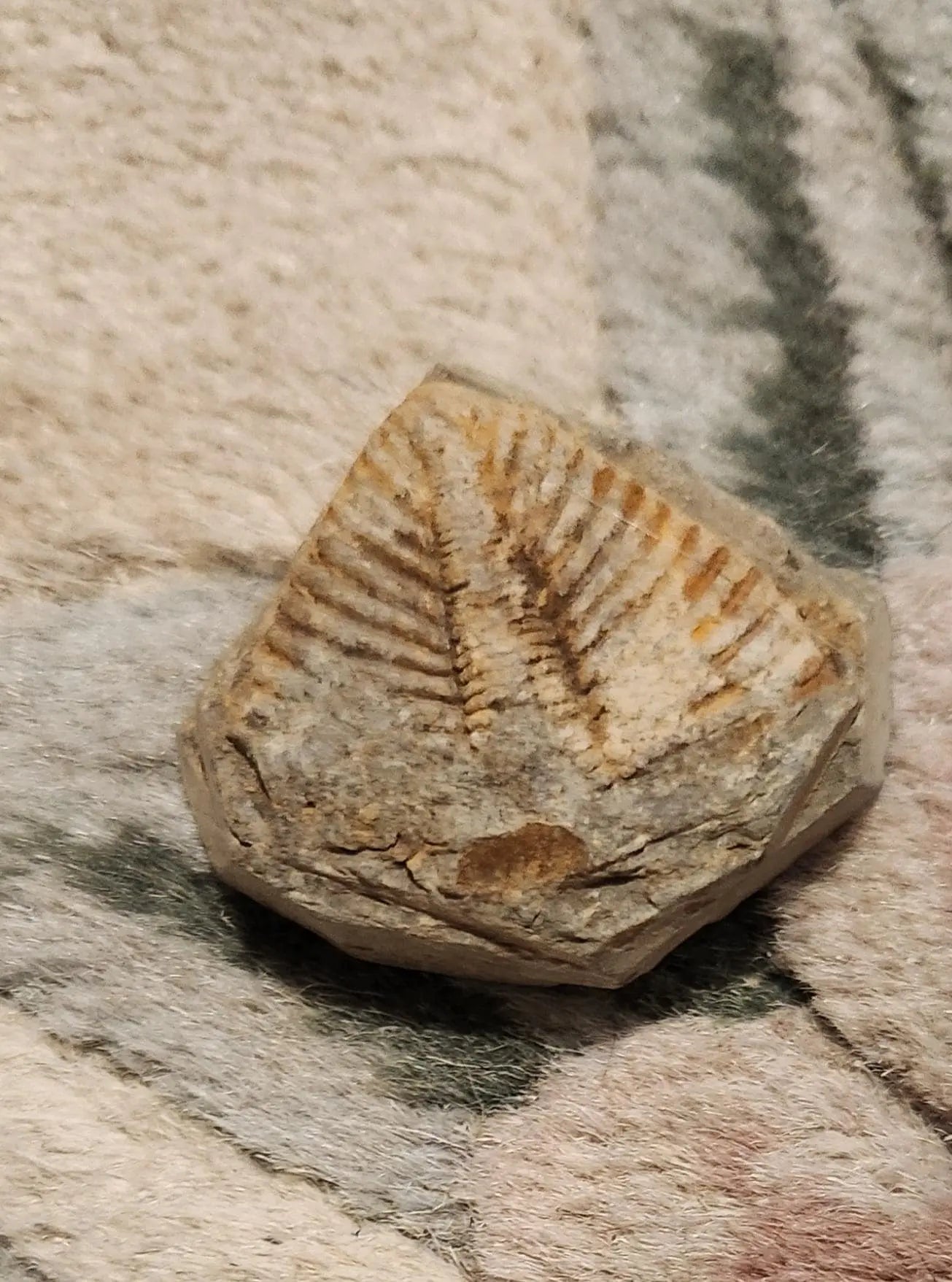 Fossilized rocks with trilobite fossils, extinct arthropods, Cambrian Paleozoic Etsy