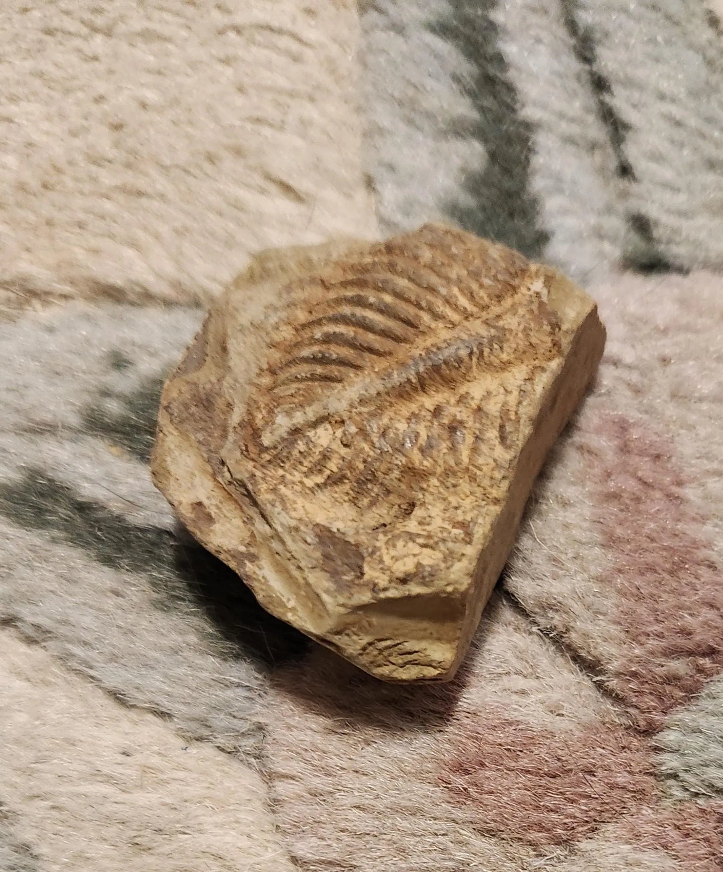 Fossilized rocks with trilobite fossils, extinct arthropods, Cambrian Paleozoic Etsy